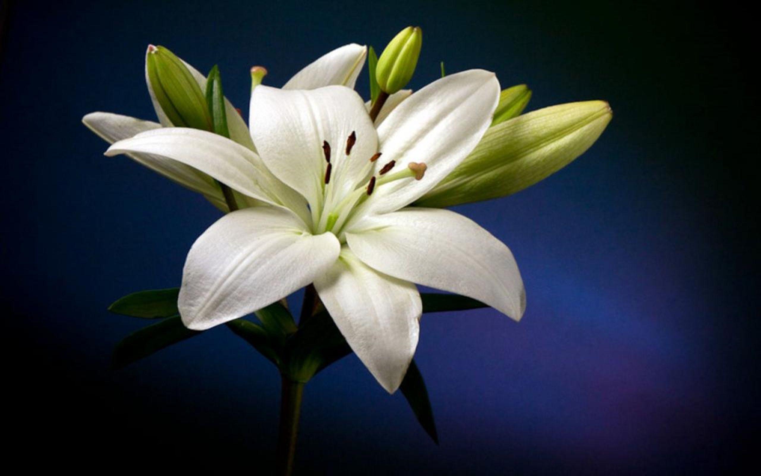 White Lily Wallpapers Top Free White Lily Backgrounds Wallpaperaccess