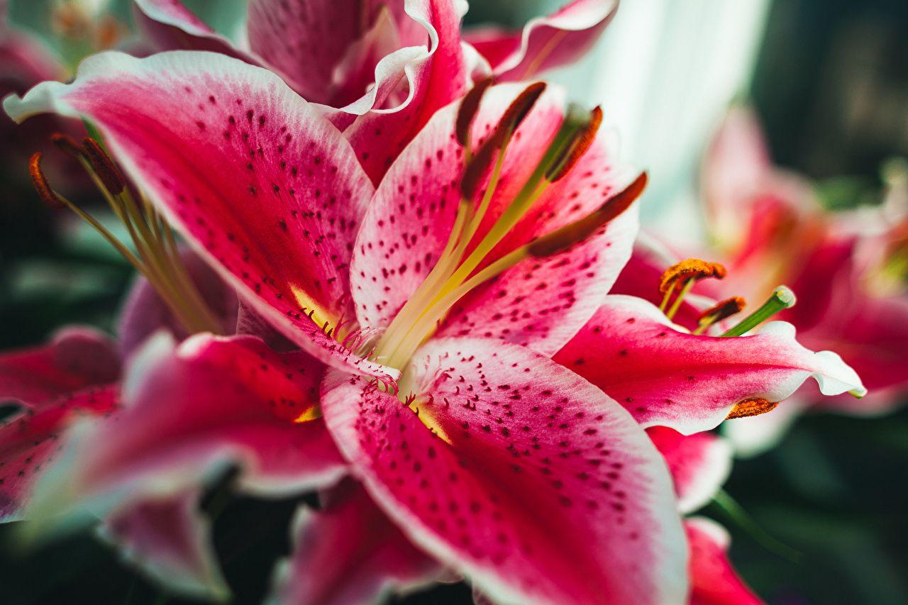 1280x853 Desktop Wallpaper tiger lily Lilies flower Macro photography