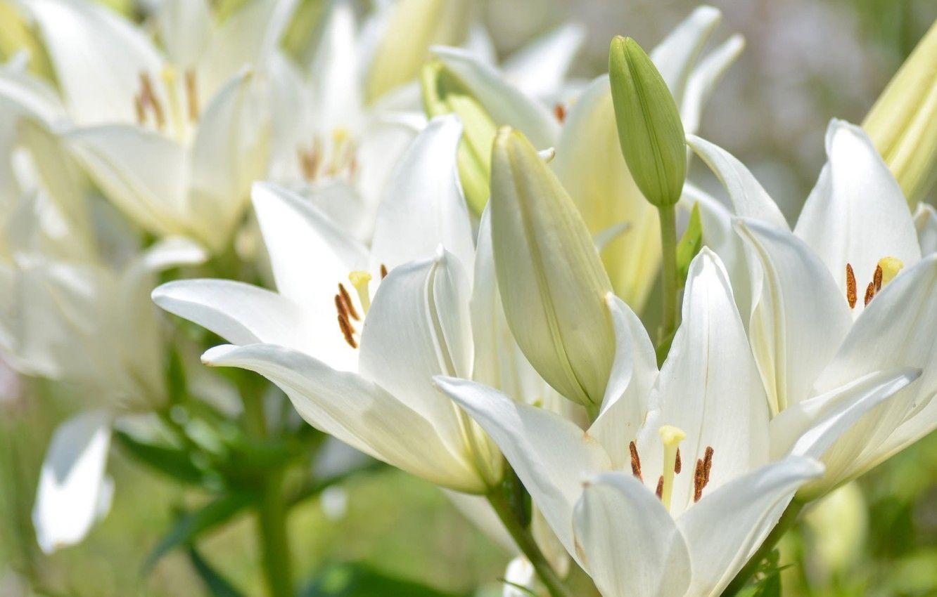 1332x850 Wallpaper macro, Lily, petals, buds, white lilies image for desktop, section цветы