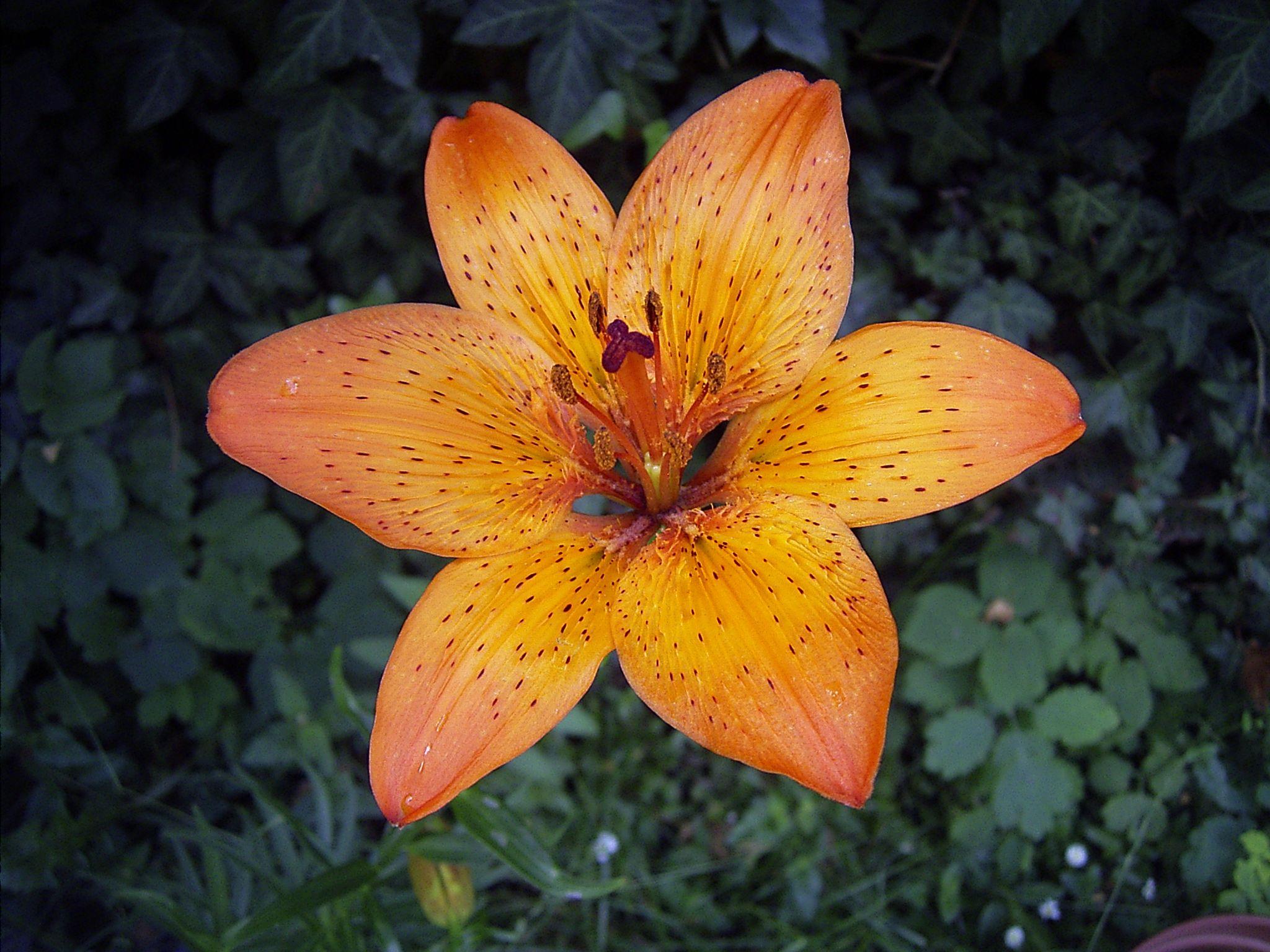 2048x1536 Tiger Lily Flower wallpaperx1536