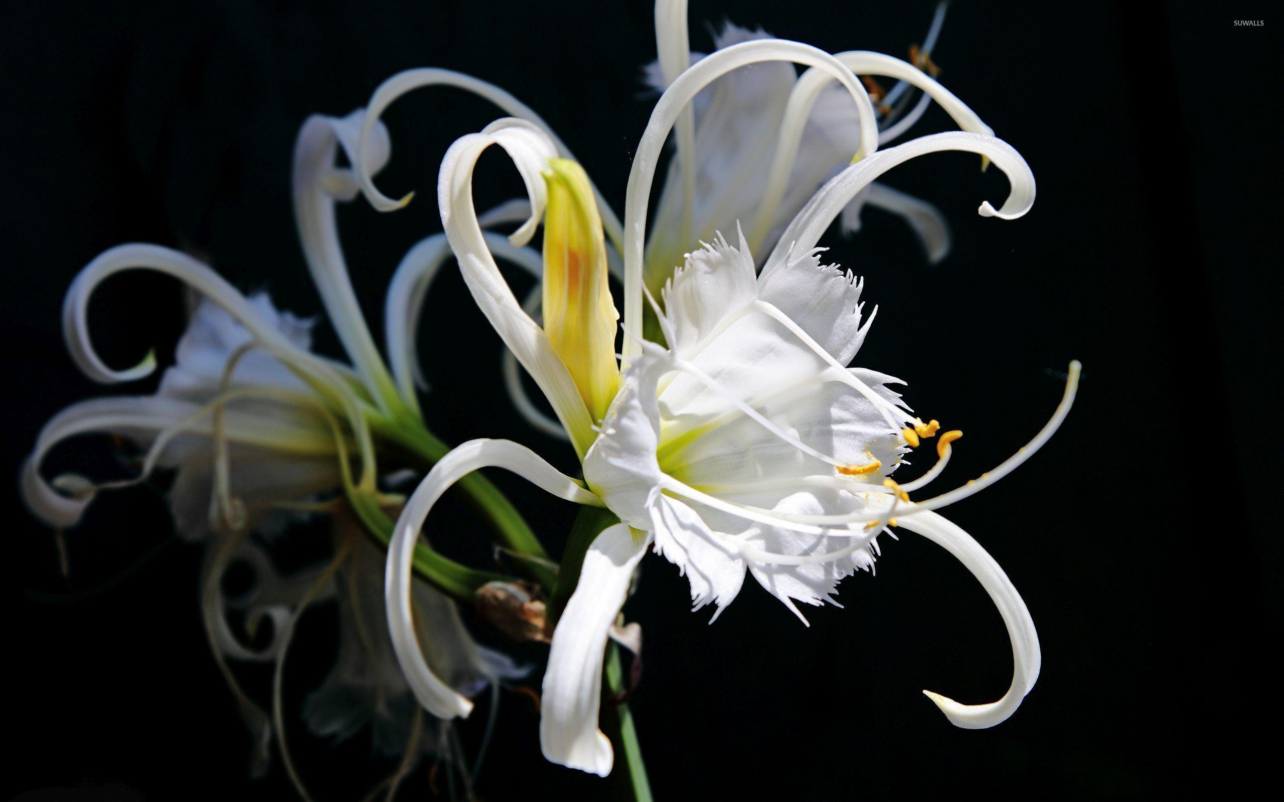 2560x1600 Interesting white lily wallpaper wallpaper