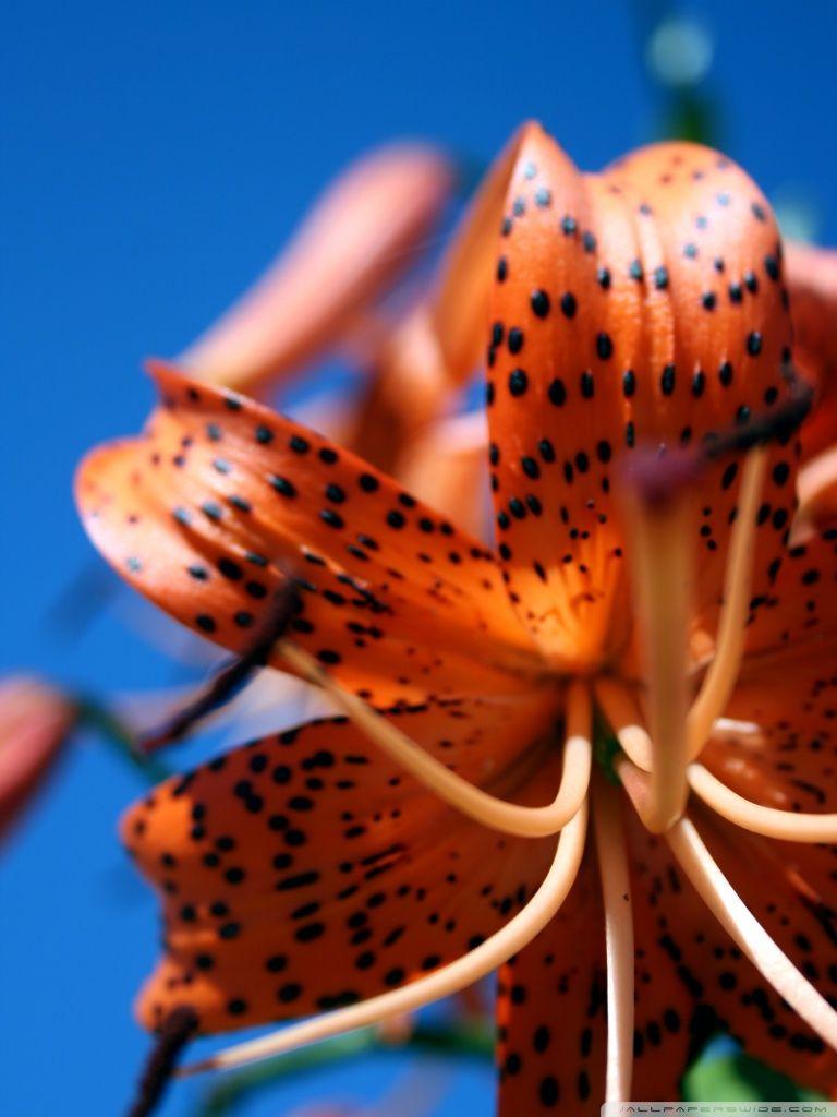 768x1024 Tiger Lily Ultra HD Desktop Background Wallpaper For 4K UHD TV : Widescreen & UltraWide Desktop & Laptop