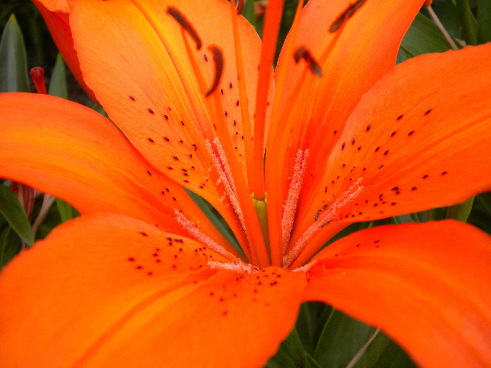 Tiger Lily Wallpapers - Top Free Tiger Lily Backgrounds - WallpaperAccess