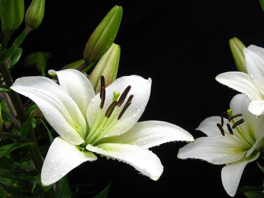 White Lily Flower Wallpapers Top Free White Lily Flower Backgrounds