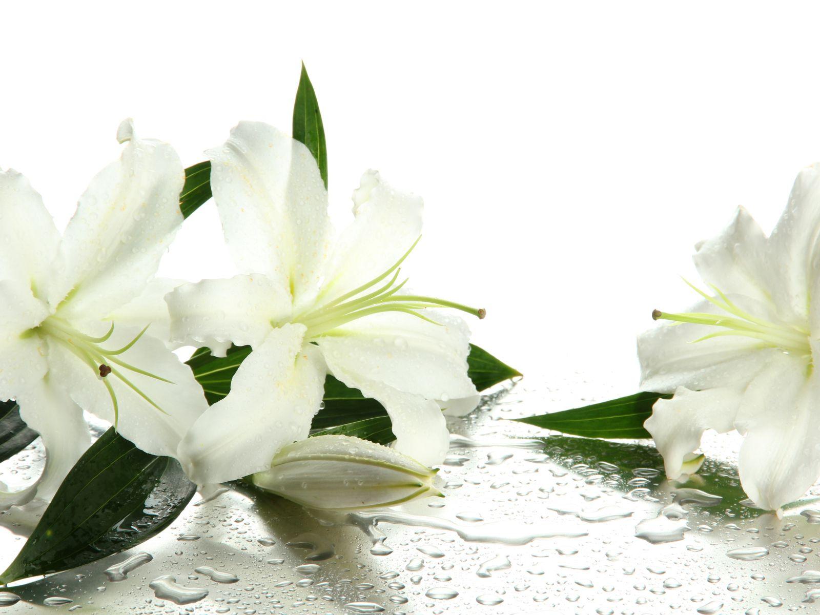 1600x1200 Beautiful white lilies in drops of water on a white background Desktop wallpaper 1600x1200