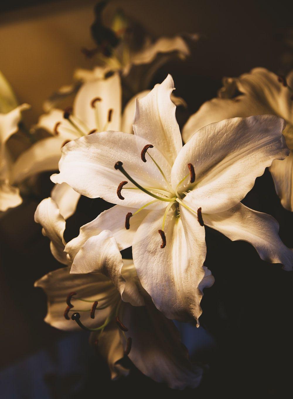 1000x1362 White Lily Flower Wallpaper HD