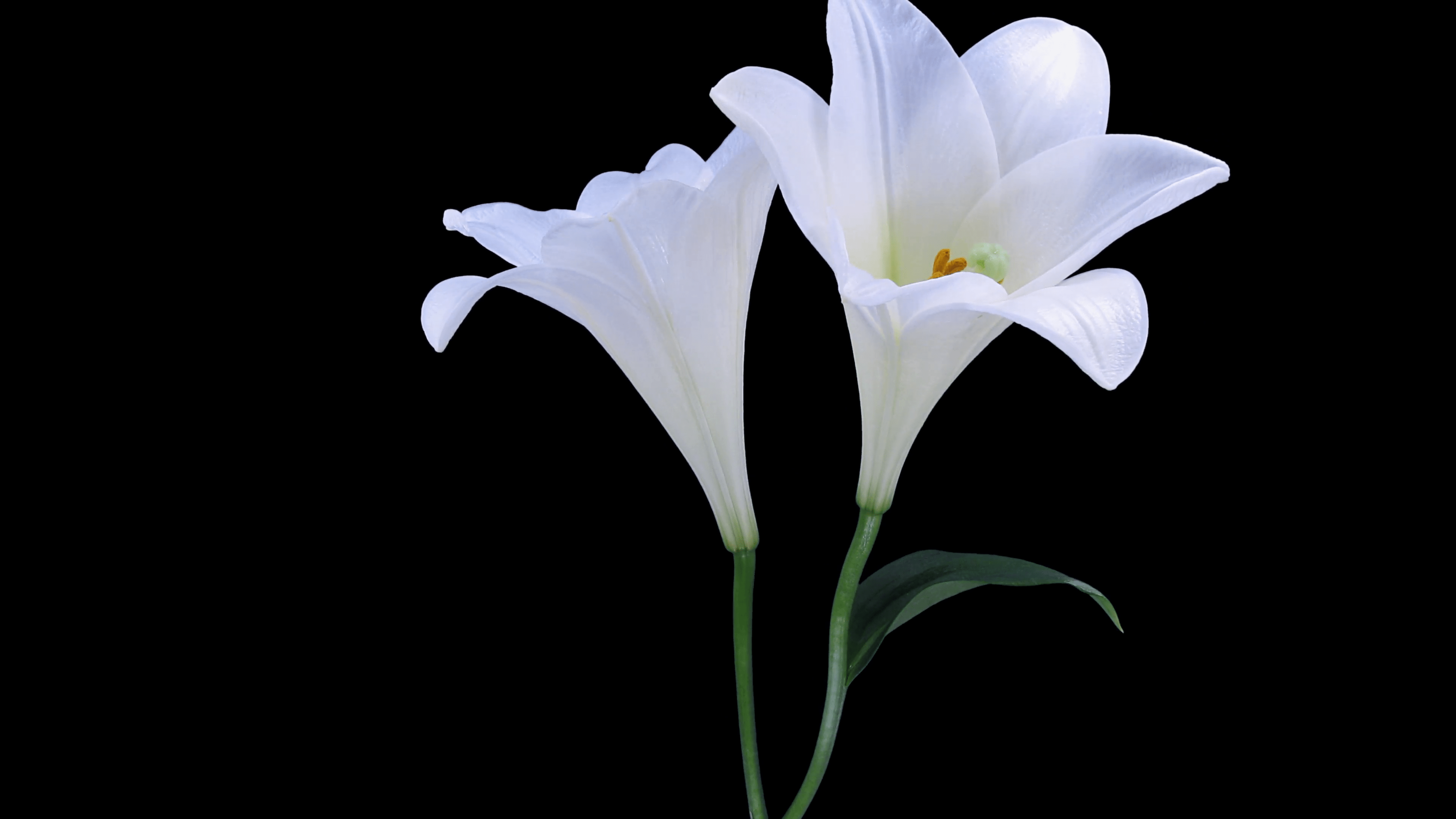 White Lily Wallpapers Top Free White Lily Backgrounds Wallpaperaccess