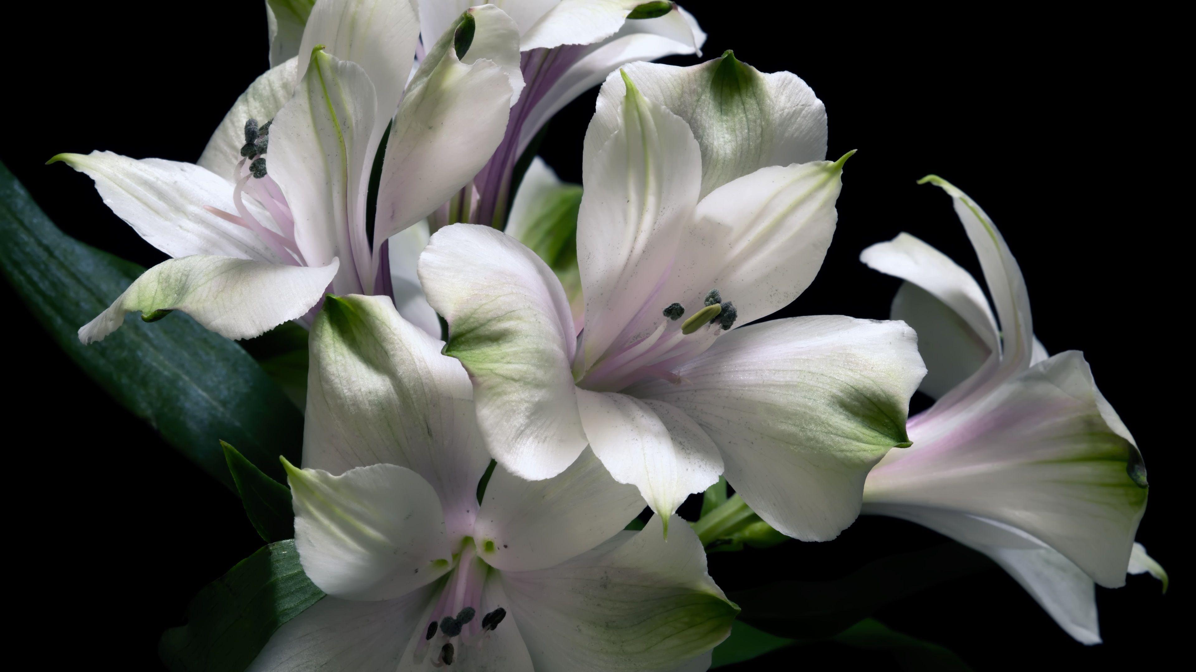 White Lily Wallpapers Top Free White Lily Backgrounds WallpaperAccess