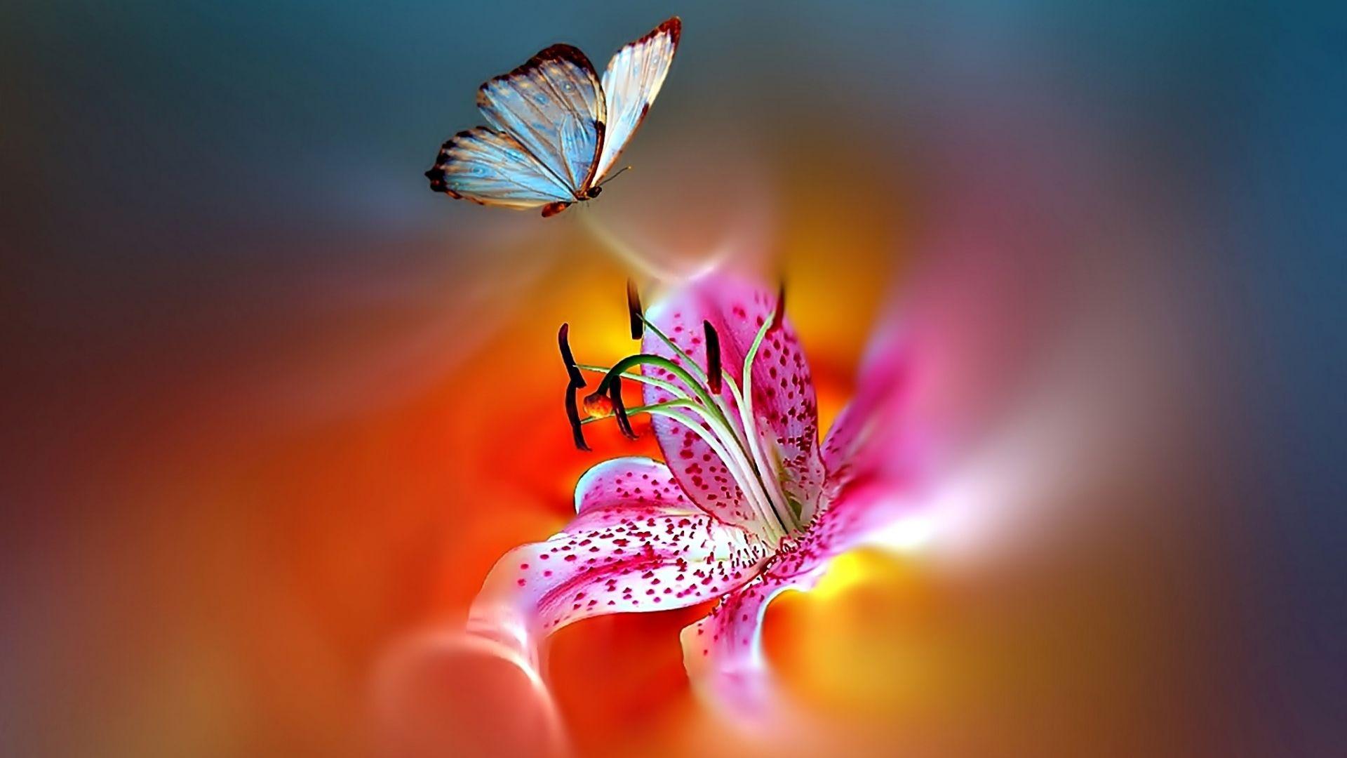 Tiger Lily Wallpapers - Top Free Tiger Lily Backgrounds - WallpaperAccess