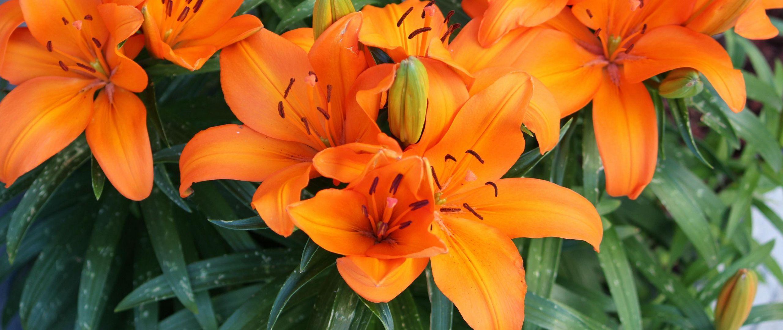 2560x1080 Download wallpaper 2560x1080 lily, orange, bright, flowers dual wide 1080p HD background