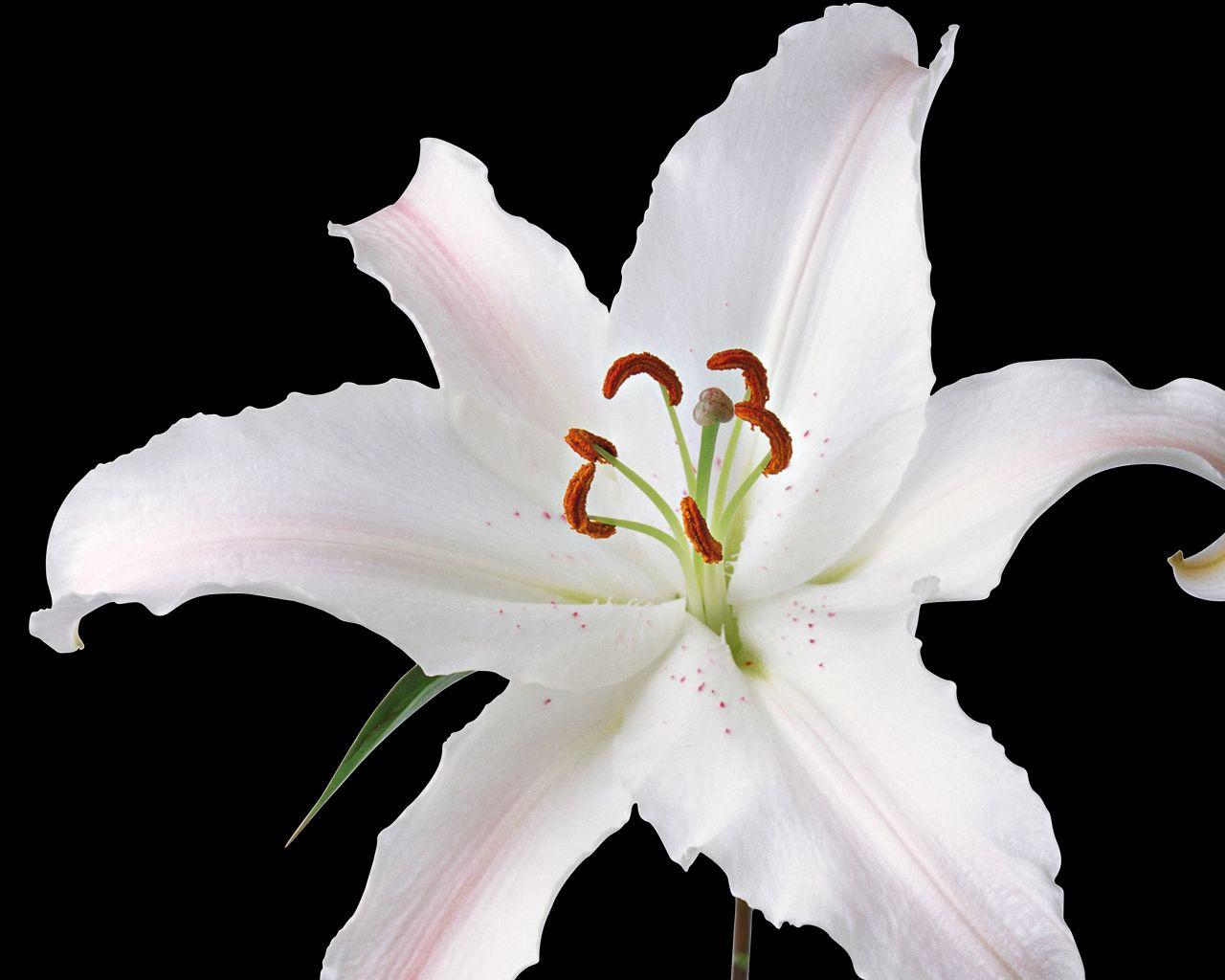 1280x1024 Best Flowers Wallpaper: White Lily Flower 918556 Flowers