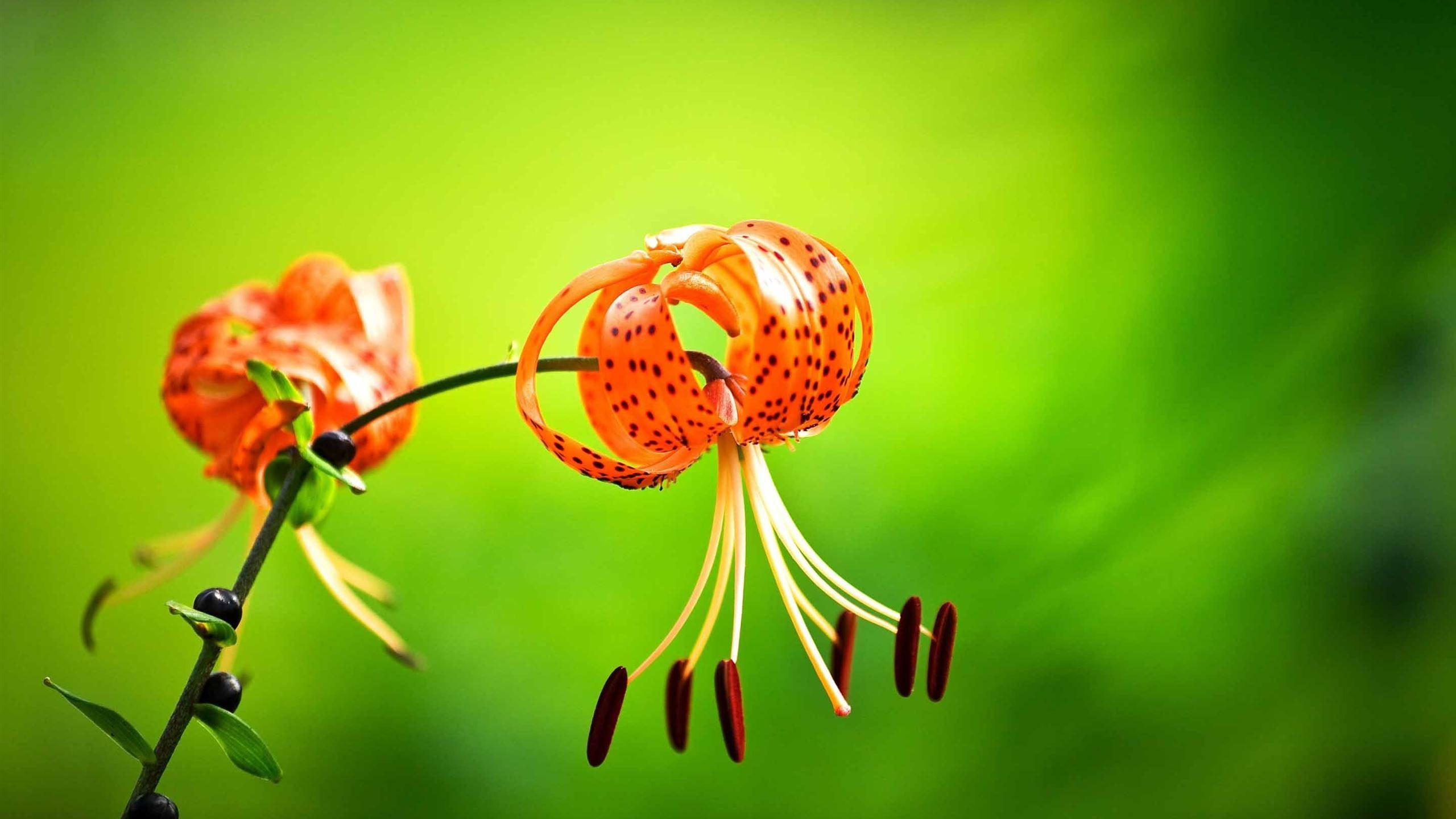 Tiger Lily Wallpapers - Top Free Tiger Lily Backgrounds - WallpaperAccess