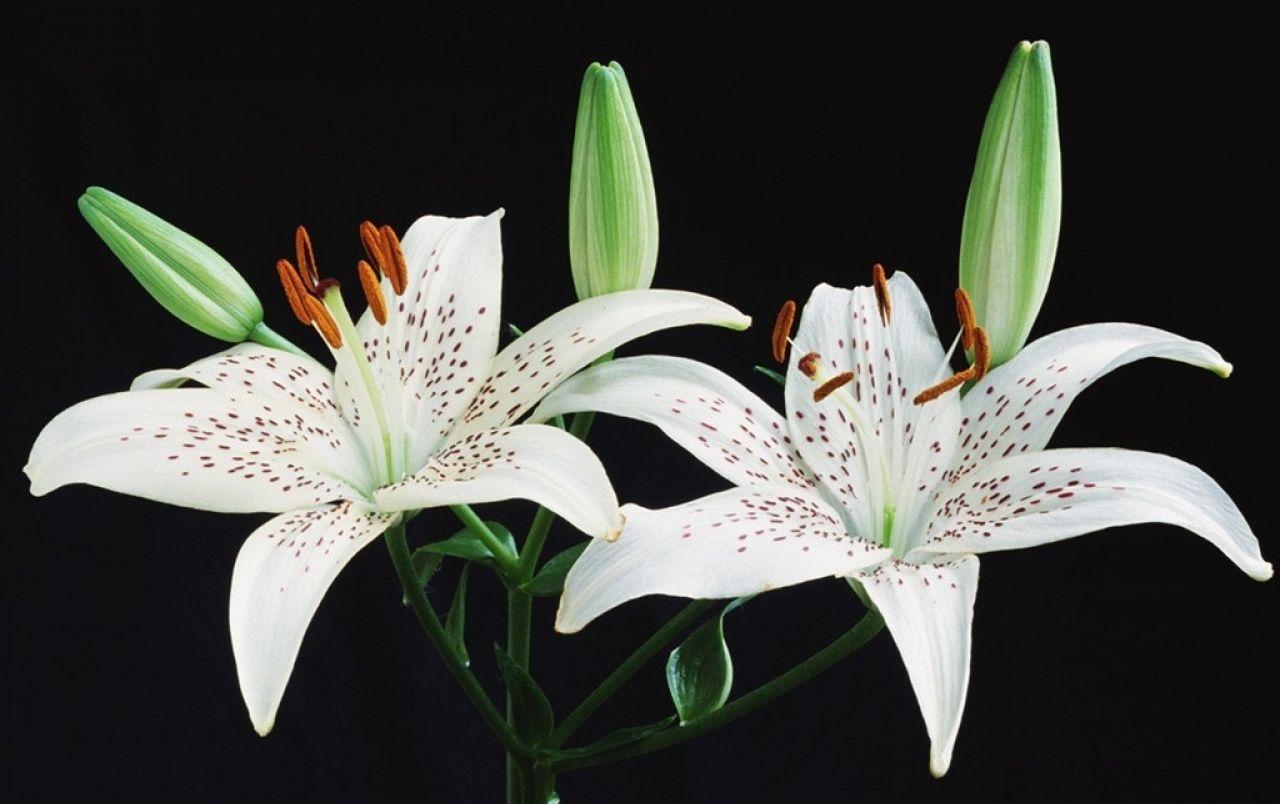 1280x804 White Lilies wallpaper. White Lilies