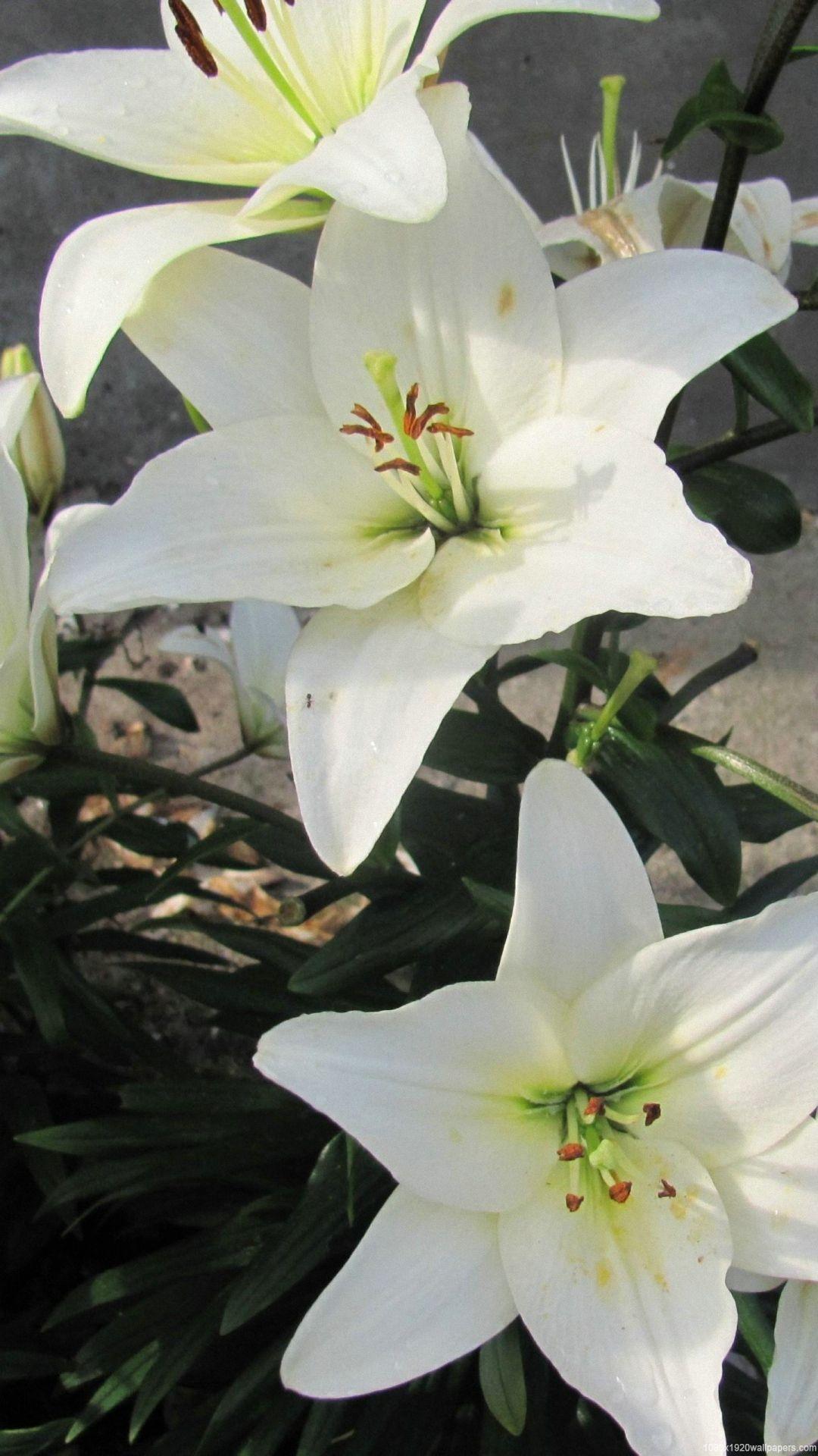 White Lily Wallpapers - Top Free White Lily Backgrounds - WallpaperAccess