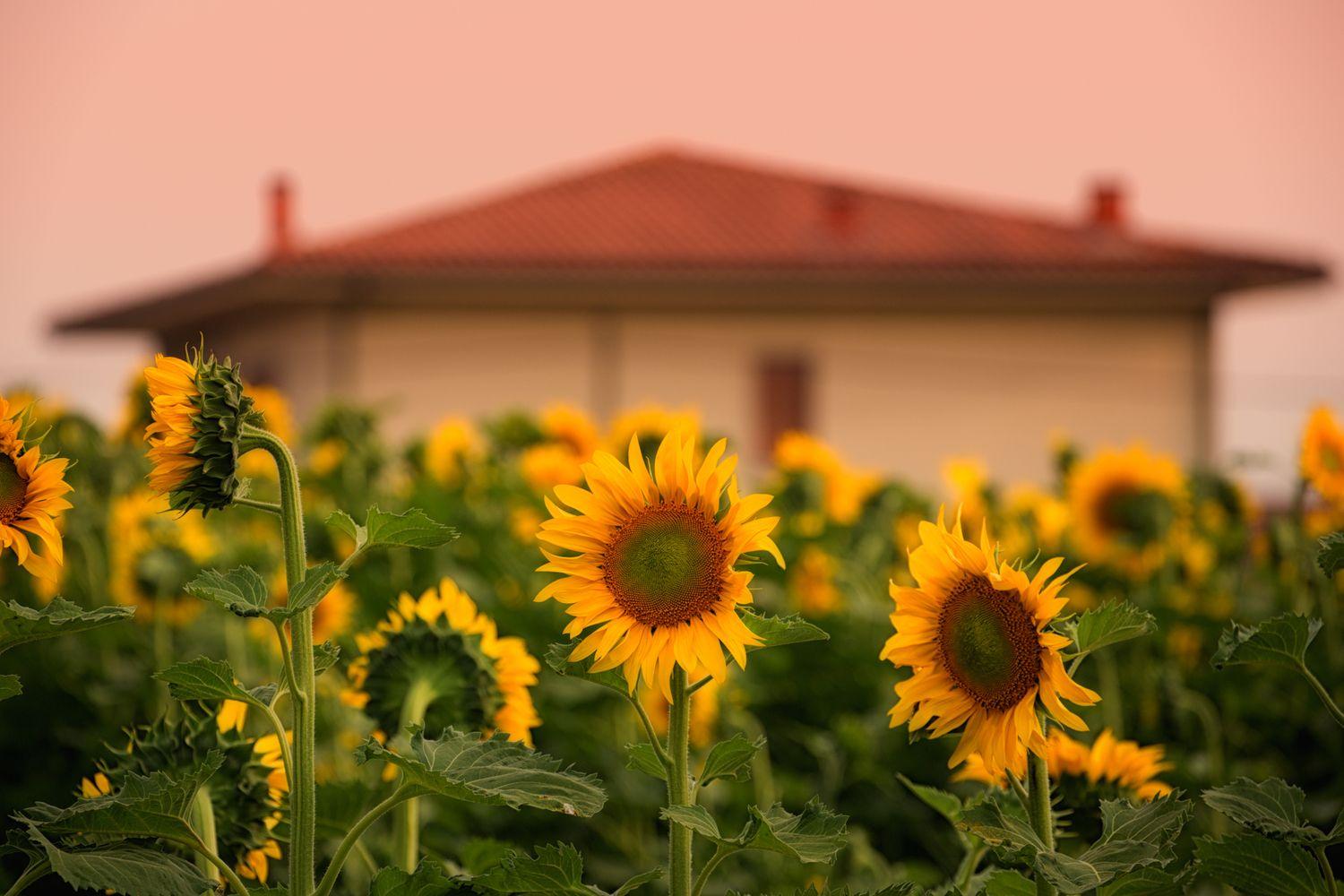 1500x1000 Tuscan Culinary Tour