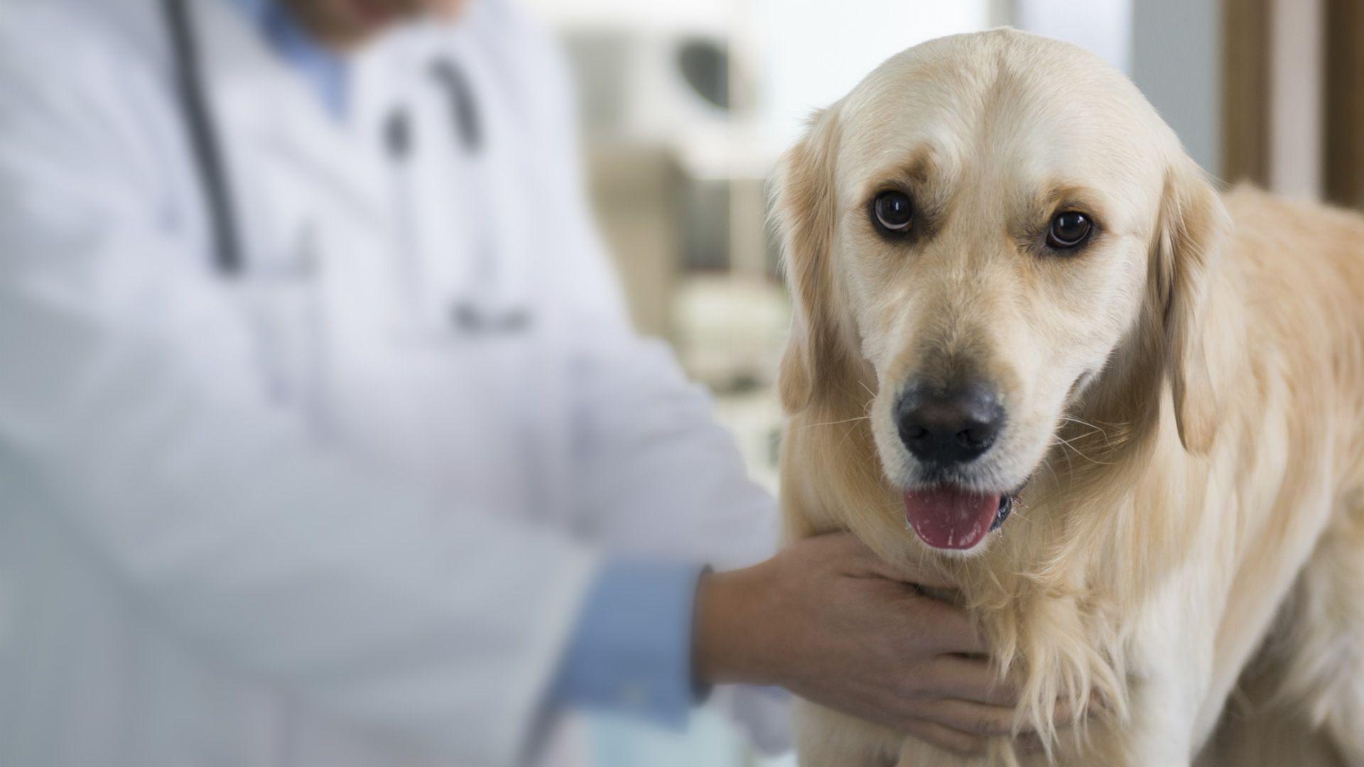 1920x1080 Veterinary Medicine Wallpaper