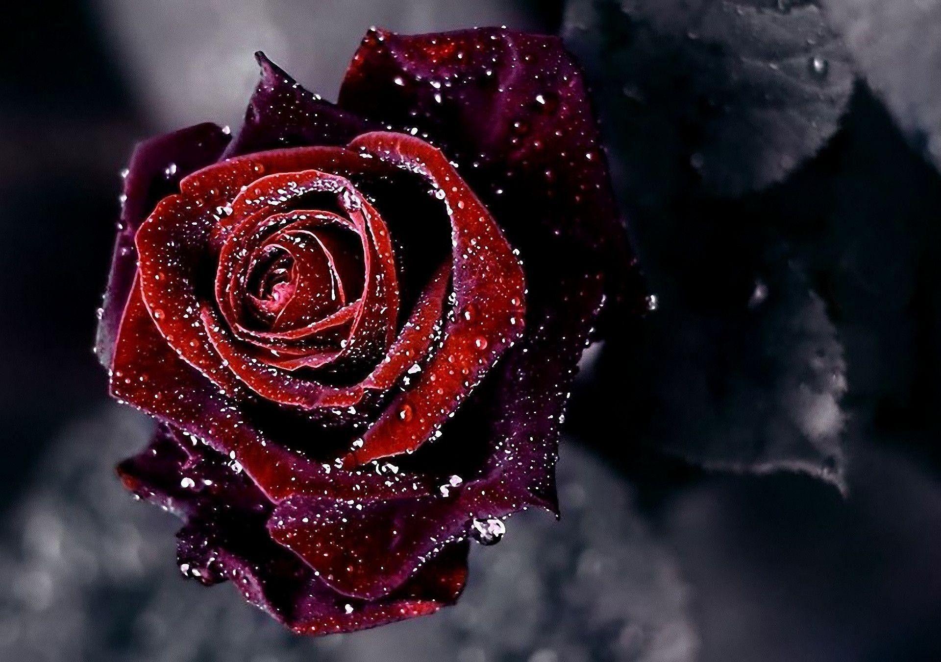 1920x1352 Flower Wallpaper Far Away Martin Garrix Rose