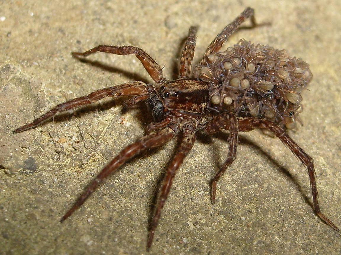 1152x864 Free Spider Wallpaper