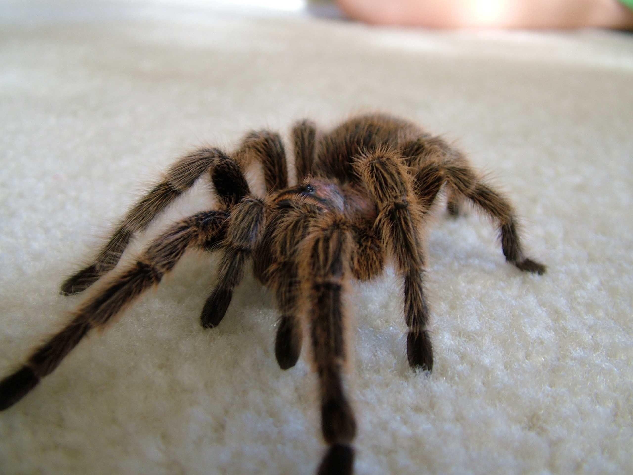 2560x1920 Scary Spider Moving HD Wallpaper Daily Background Eyes Does A Tarantula Have