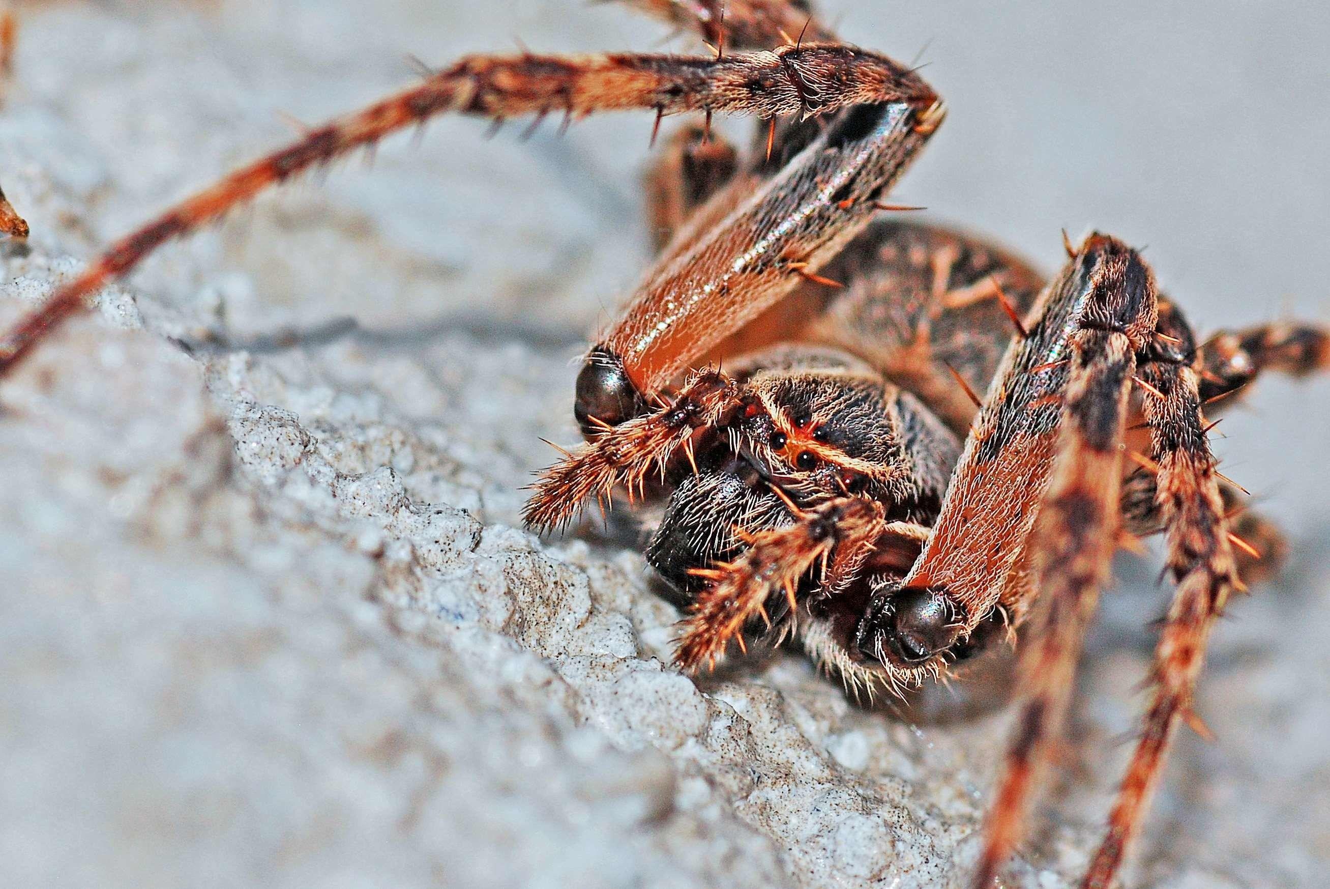2615x1747 Scary Spider Wallpaper High Quality Resolution