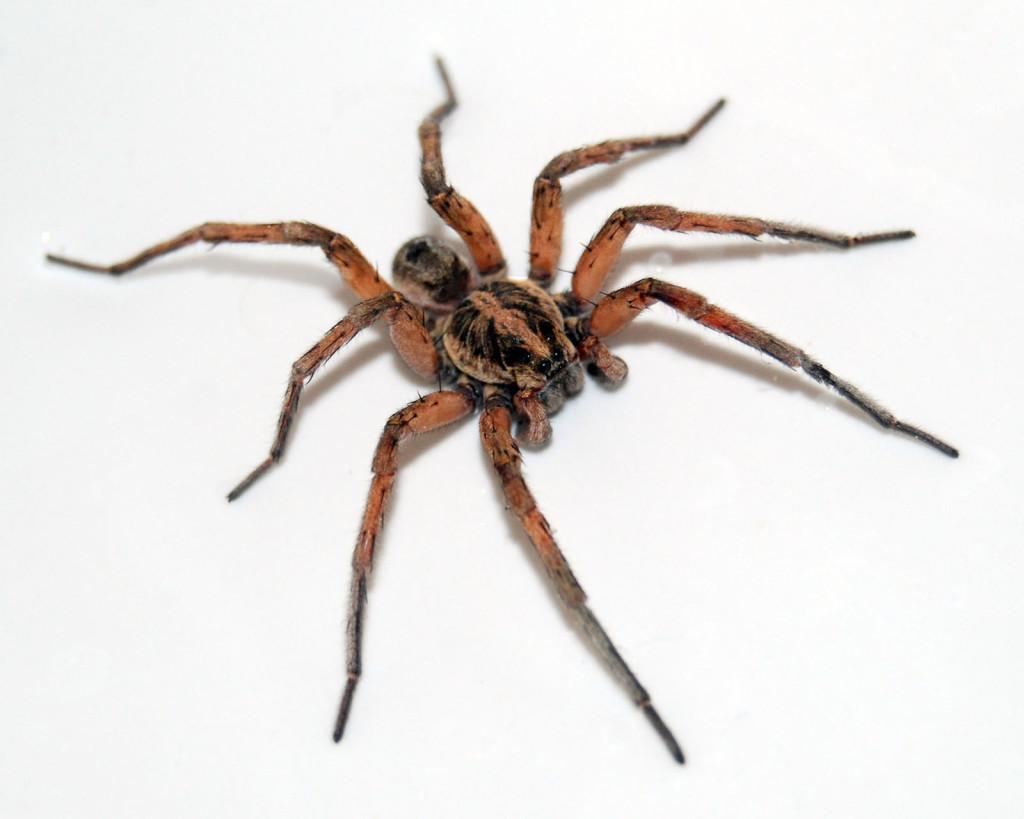 1024x819 Scary Spider Moving HD Wallpaper Daily Background With White Background Wallpaper & Background Download