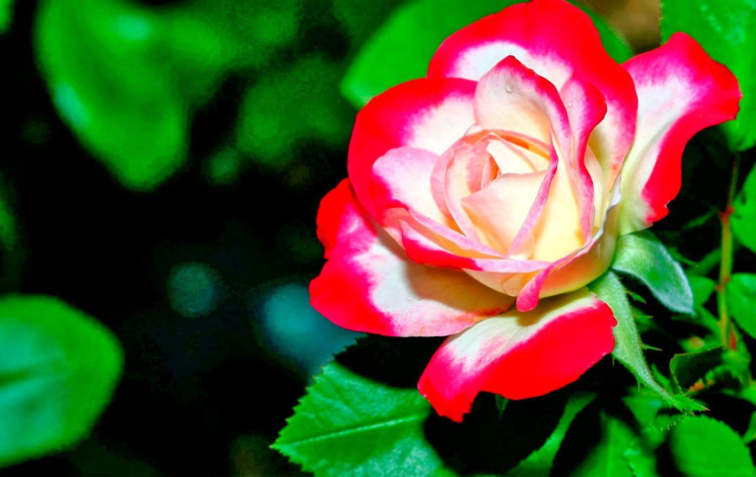 Live Wallpaper 3d Rose Flower Image Num 76