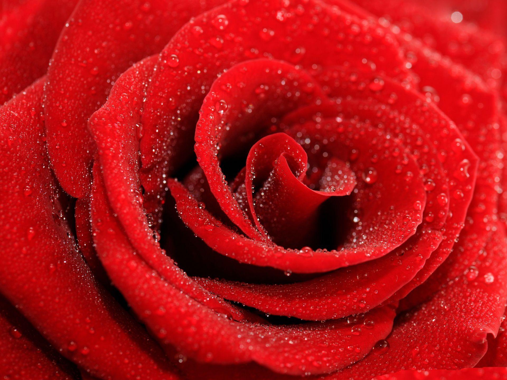 3d Wallpaper Rose For Android Image Num 16