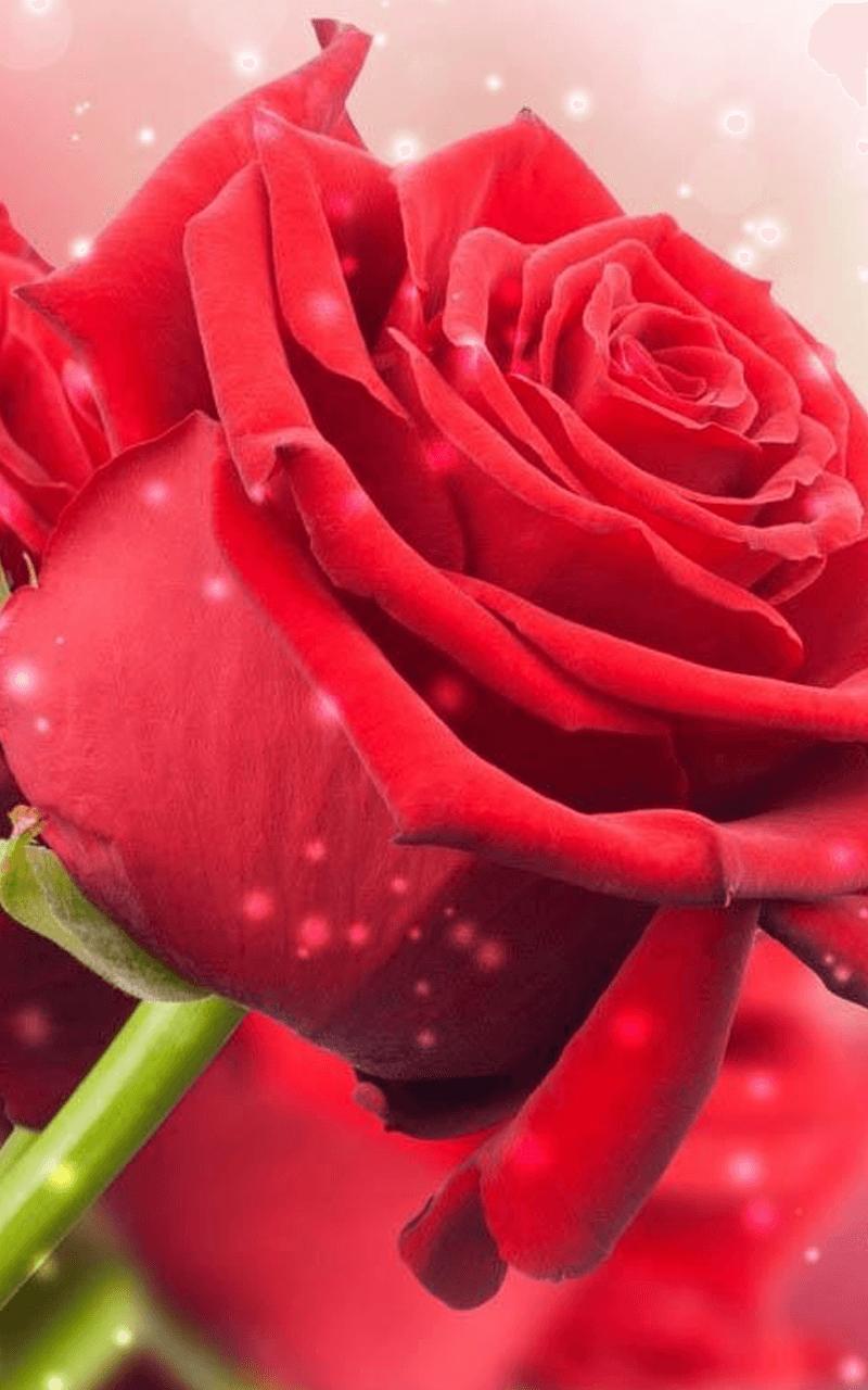 3d Wallpaper Rose For Android Image Num 12