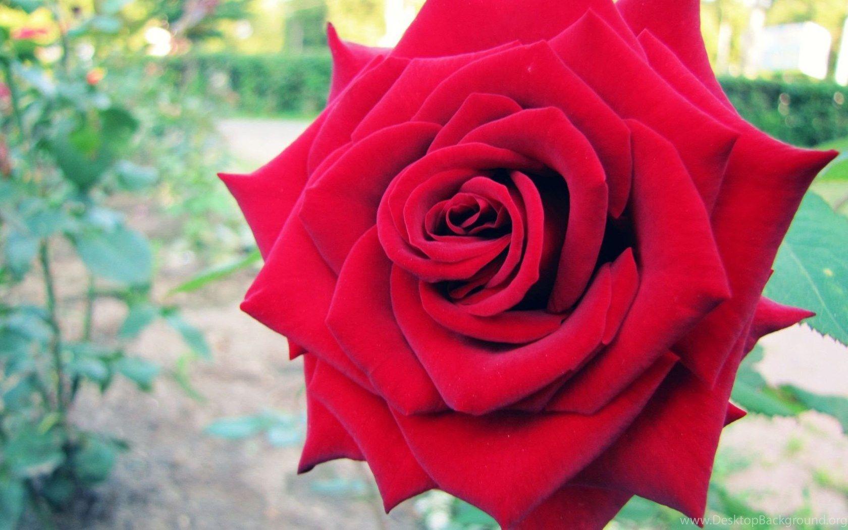 1680x1050 Red Rose HD 3D Wallpaper