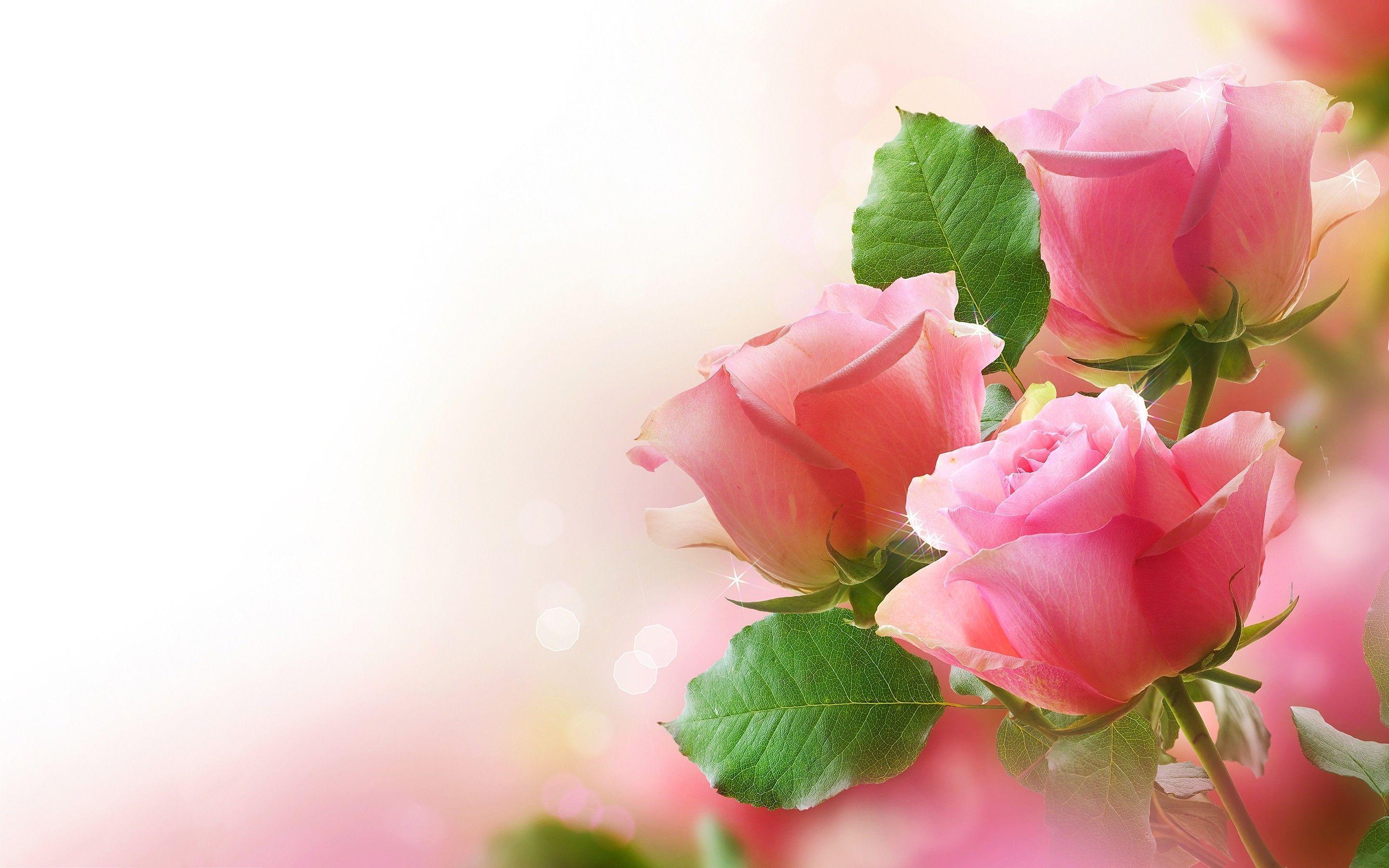 2880x1800 Rose Wallpaper For Desktop Full Size HD Cool 7 HD Wallpaper. Coffee filter roses, Pink roses background, Pink rose flower