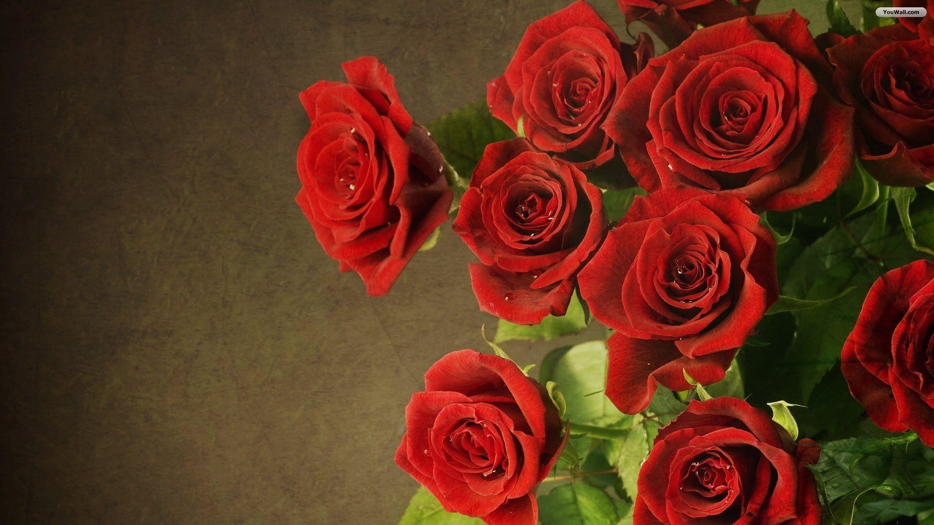 1920x1080 Free download Red Rose Wallpaper Red Flowers HD Picture One HD Wallpaper [1920x1080] for your Desktop, Mobile & Tablet. Explore Red Rose Desktop Wallpaper. Rose Garden Wallpaper, Red Rose