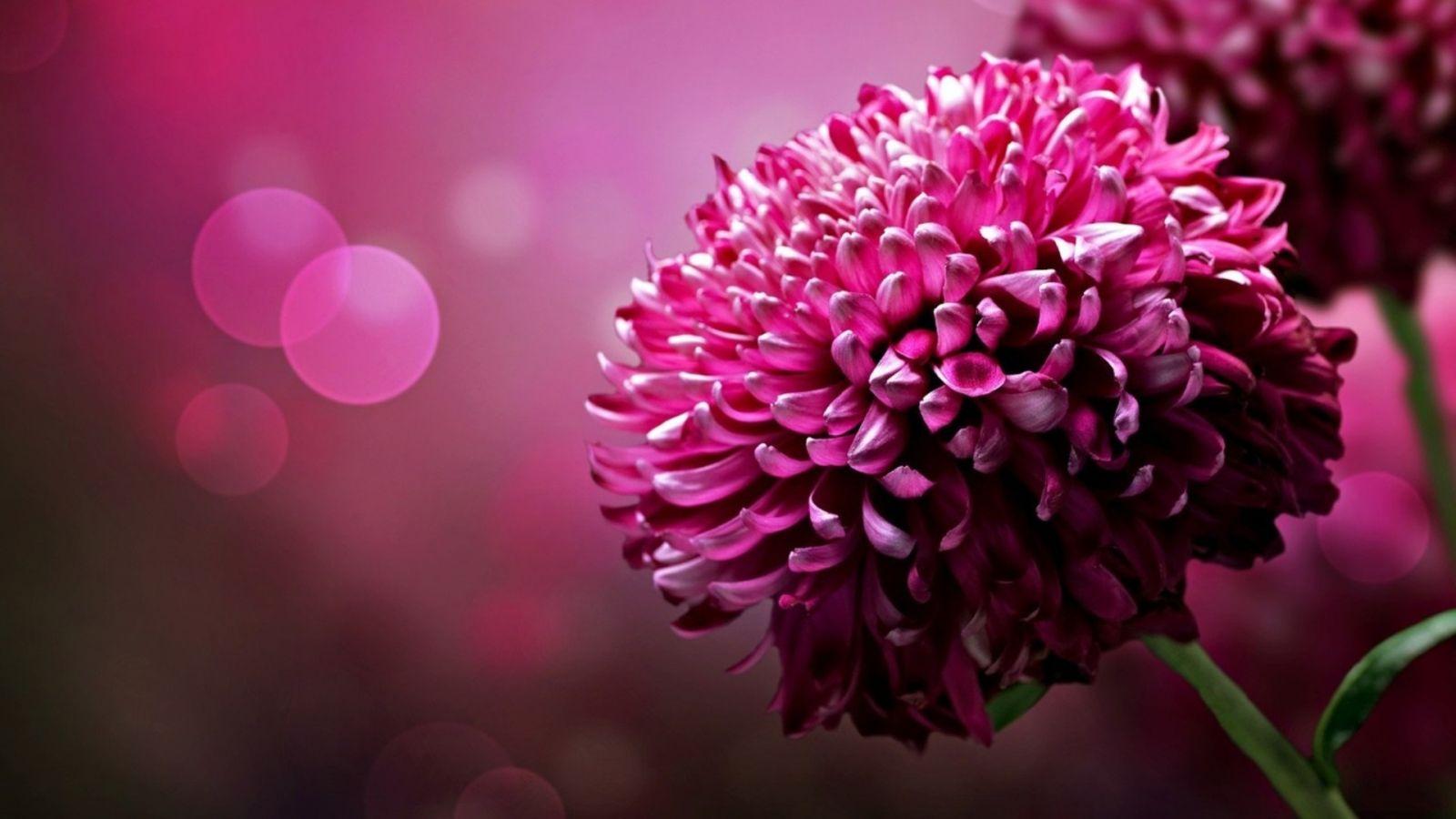 1600x900 Deskd rose wallpaper download