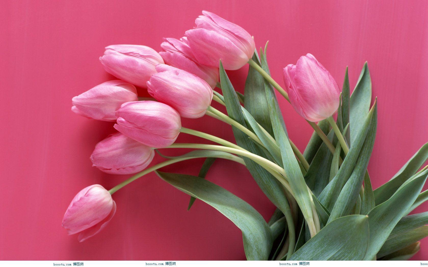 1680x1050 Pink flowers to brighten up the room!. Pink flowers wallpaper, Beautiful flowers wallpaper, Beautiful pink flowers