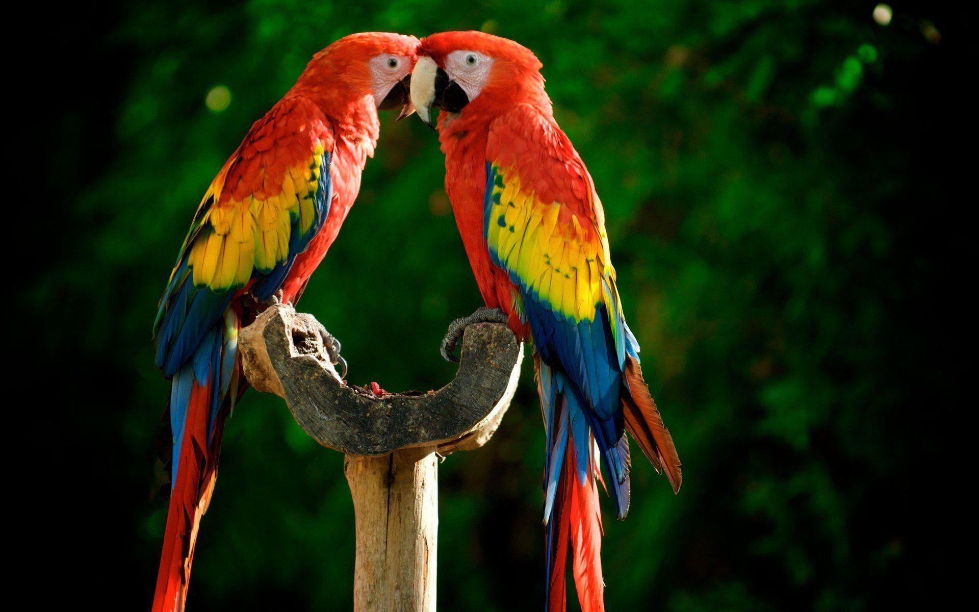 1920x1200 Scarlet Macaw Parrots Wallpaper Wallpaper. Parrot wallpaper, Parrot image, Pet birds