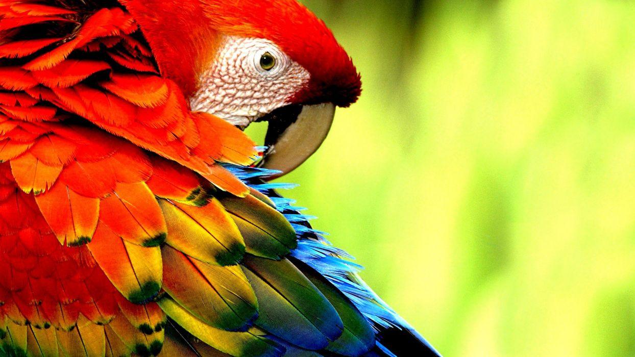 1244x700 Macaw parrot bird tropical (71) wallpaperx1080