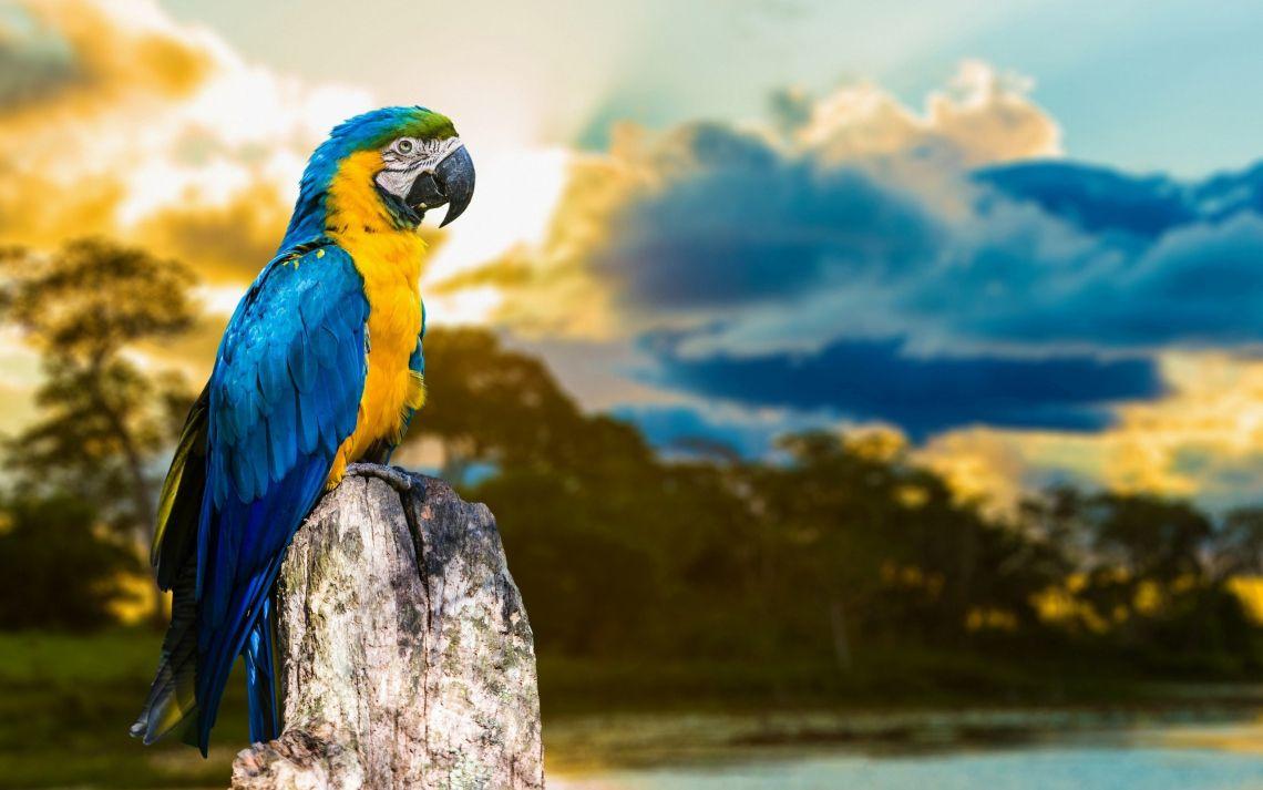 1140x713 Macaw Parrot Background Free Picture