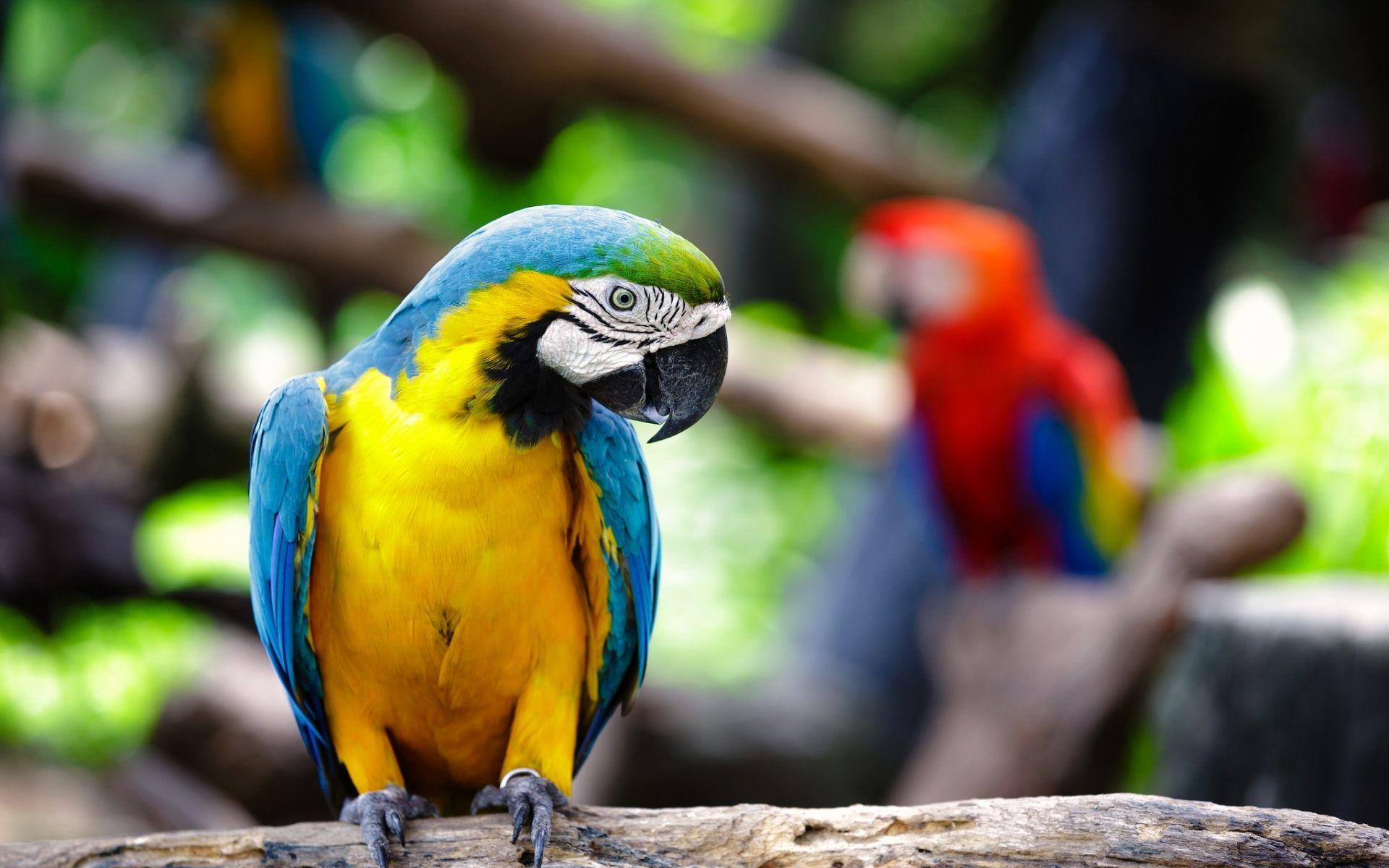 1920x1200 Download Picture For Macaw Parrot Beverley Mason Parrots Wallpaper HD Wallpaper & Background Download