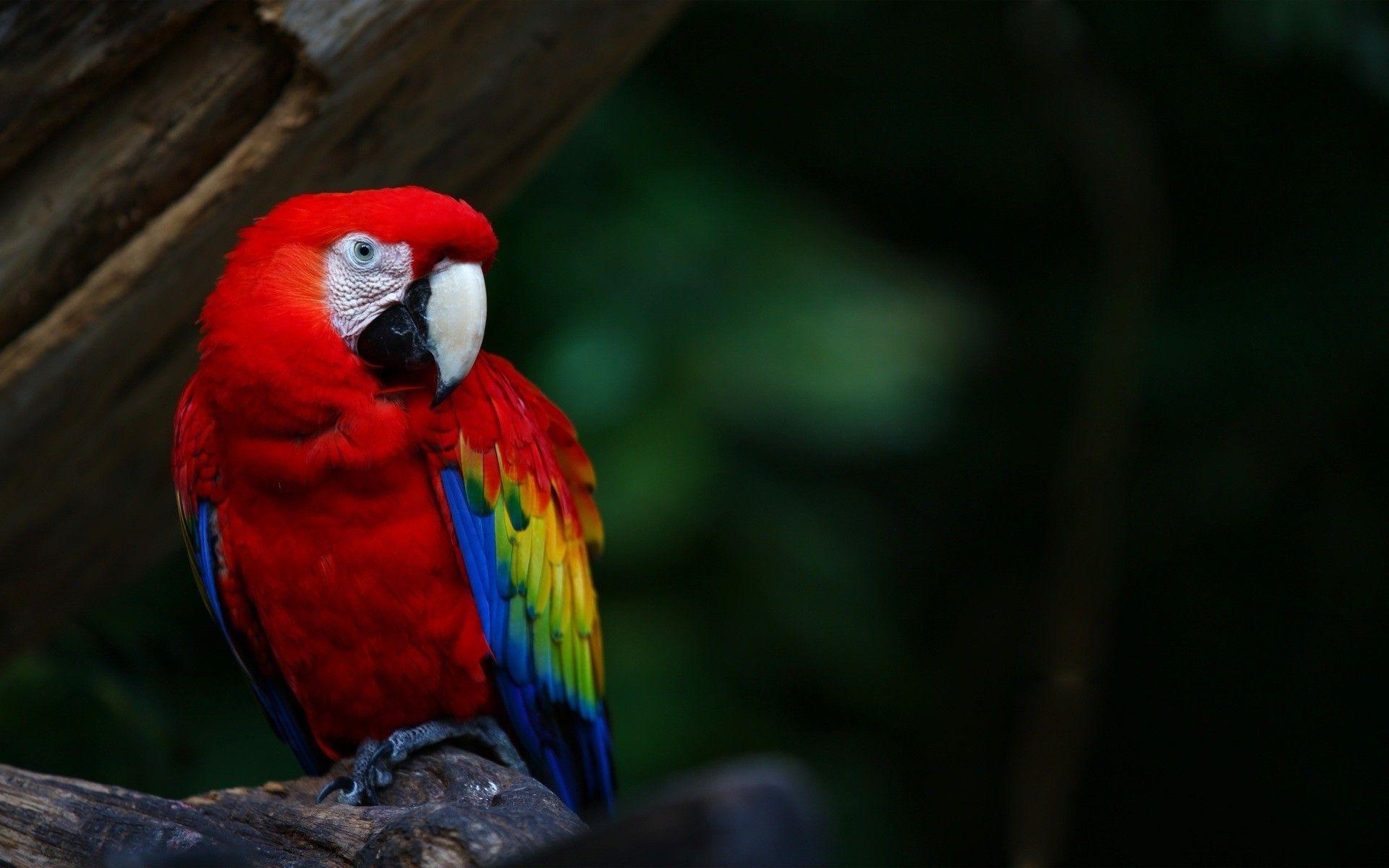 1920x1200 Animals, Wildlife, Nature, Birds, Macaws, Parrot Wallpaper Parrot Wallpaper HD HD Wallpaper