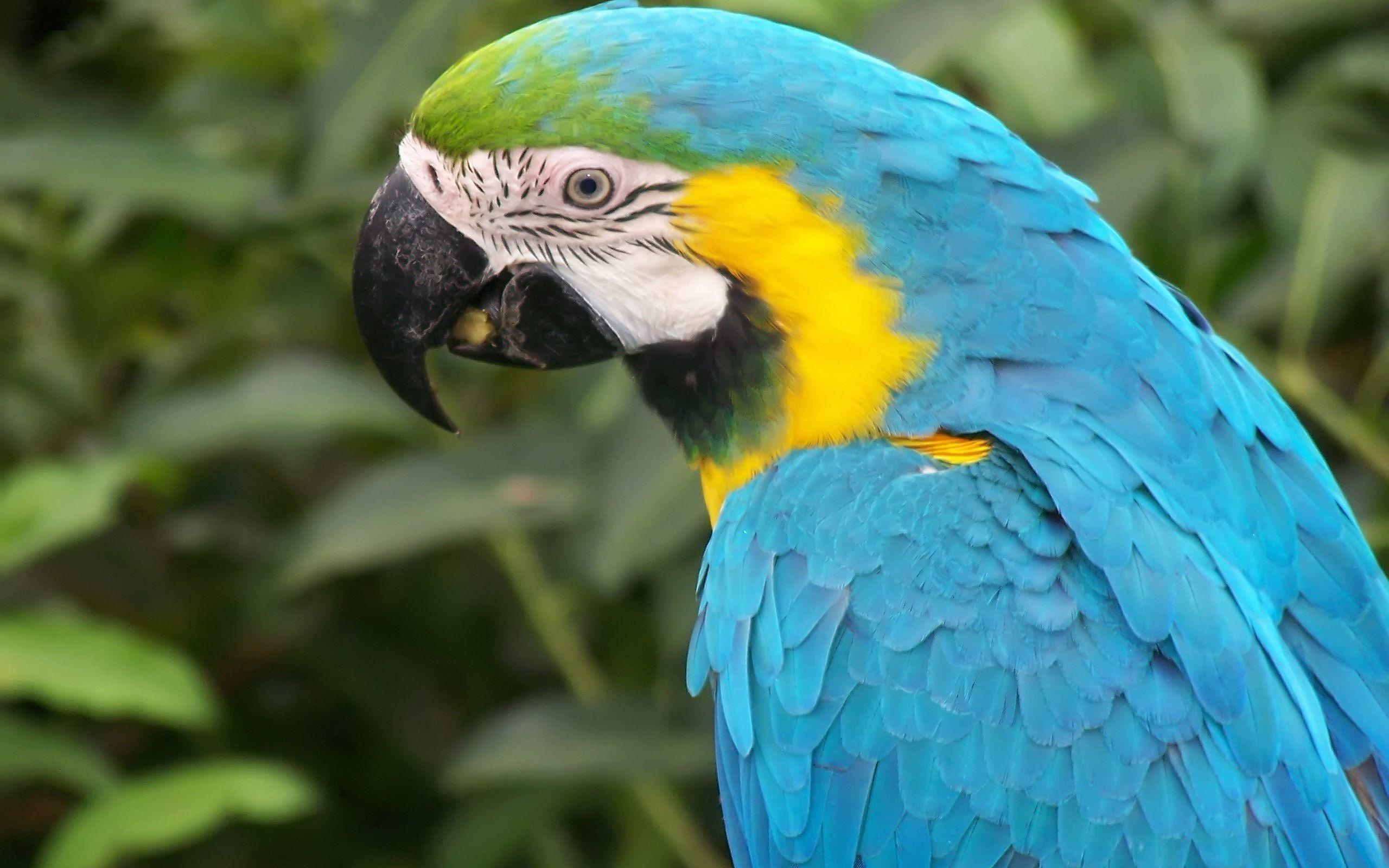 2560x1600 Blue Macaw Parrot
