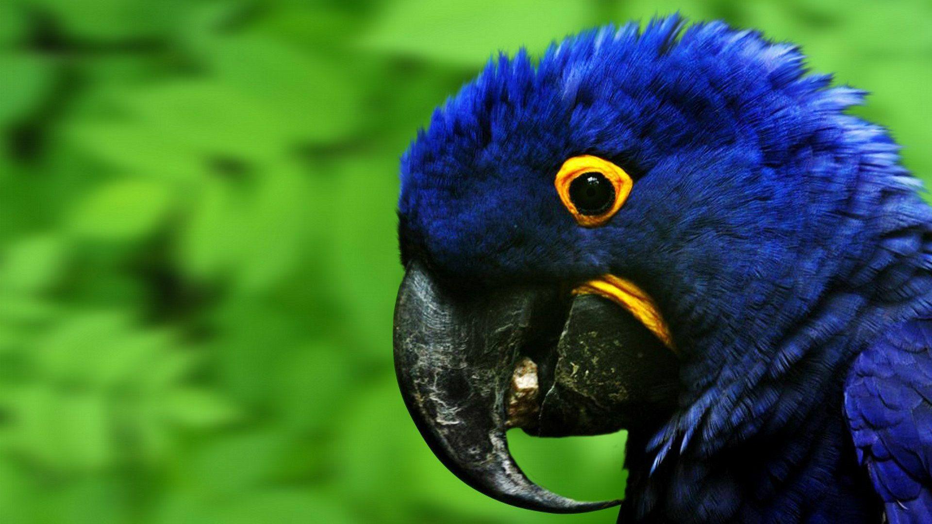 1920x1080 Free download Macaw Parrot HD Wallpaper Macaw Picture HD Image HD [1920x1080] for your Desktop, Mobile & Tablet. Explore Macaw Parrot Wallpaper. Macaw Parrot Wallpaper, Macaw Wallpaper, Parrot Wallpaper