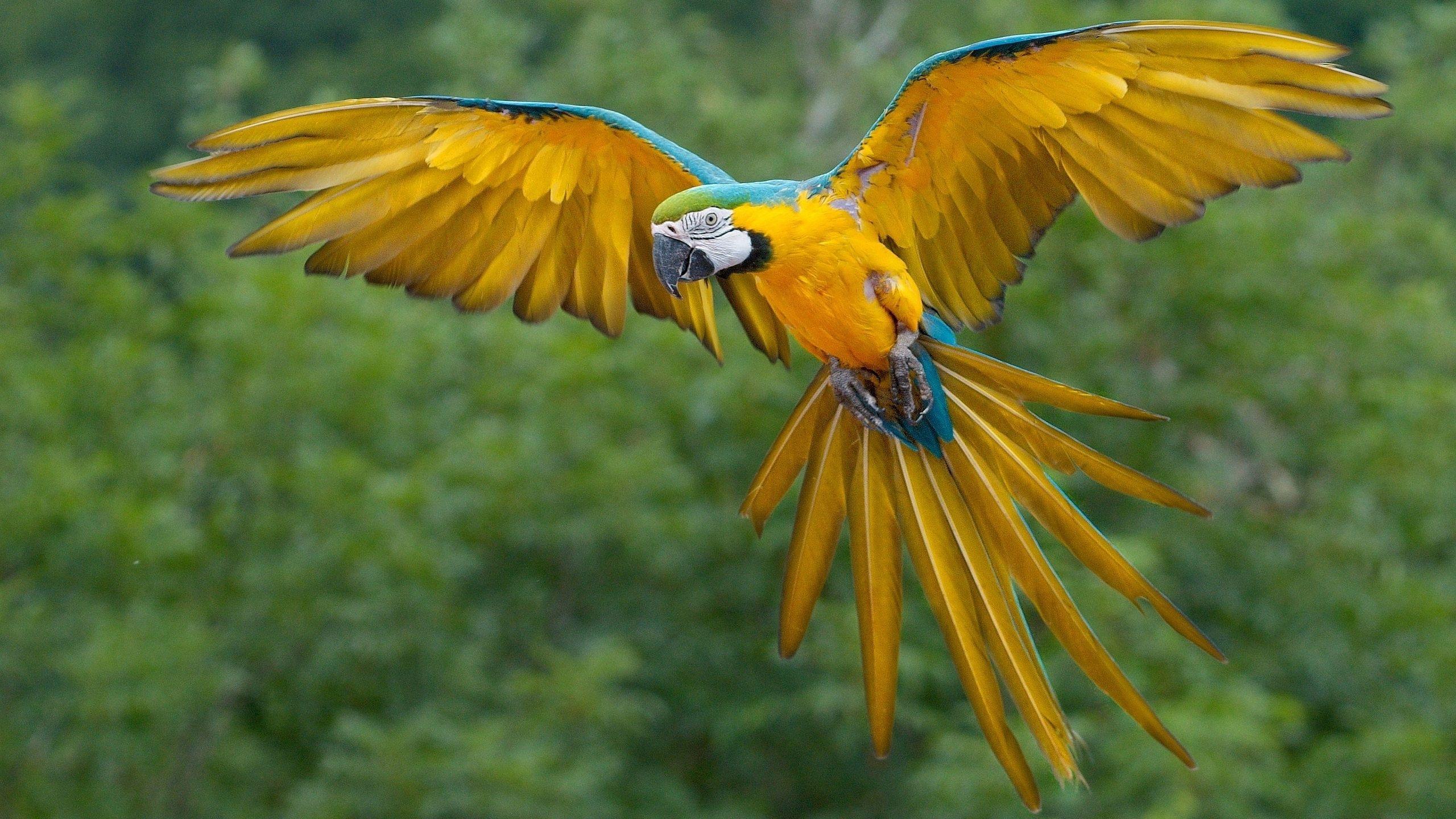 2560x1440 Macaw Parrot 1440P Resolution HD 4k Wallpaper, Image, Background, Photo and Picture