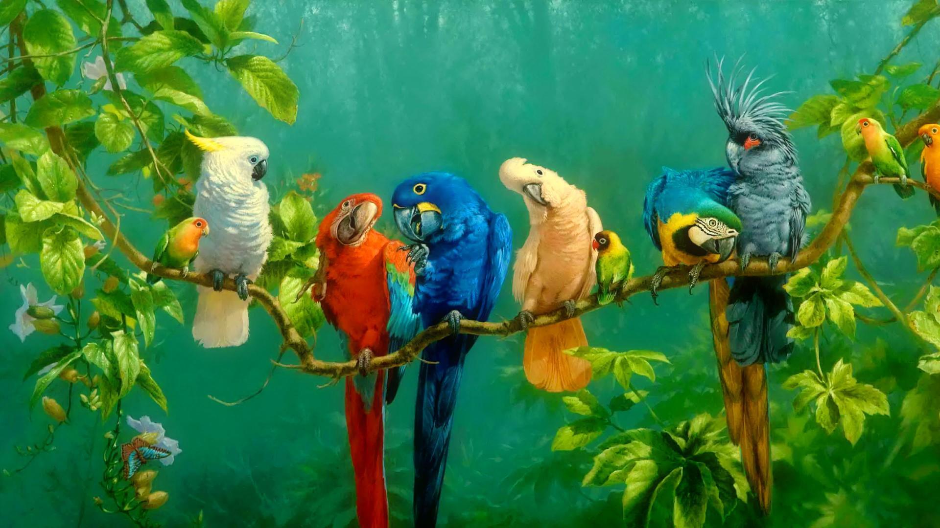 1920x1080 Parrot Colorful Birds On Branch Red Yellow Blue White Macaw Parrot Wallpaper HD 1920x1080 :