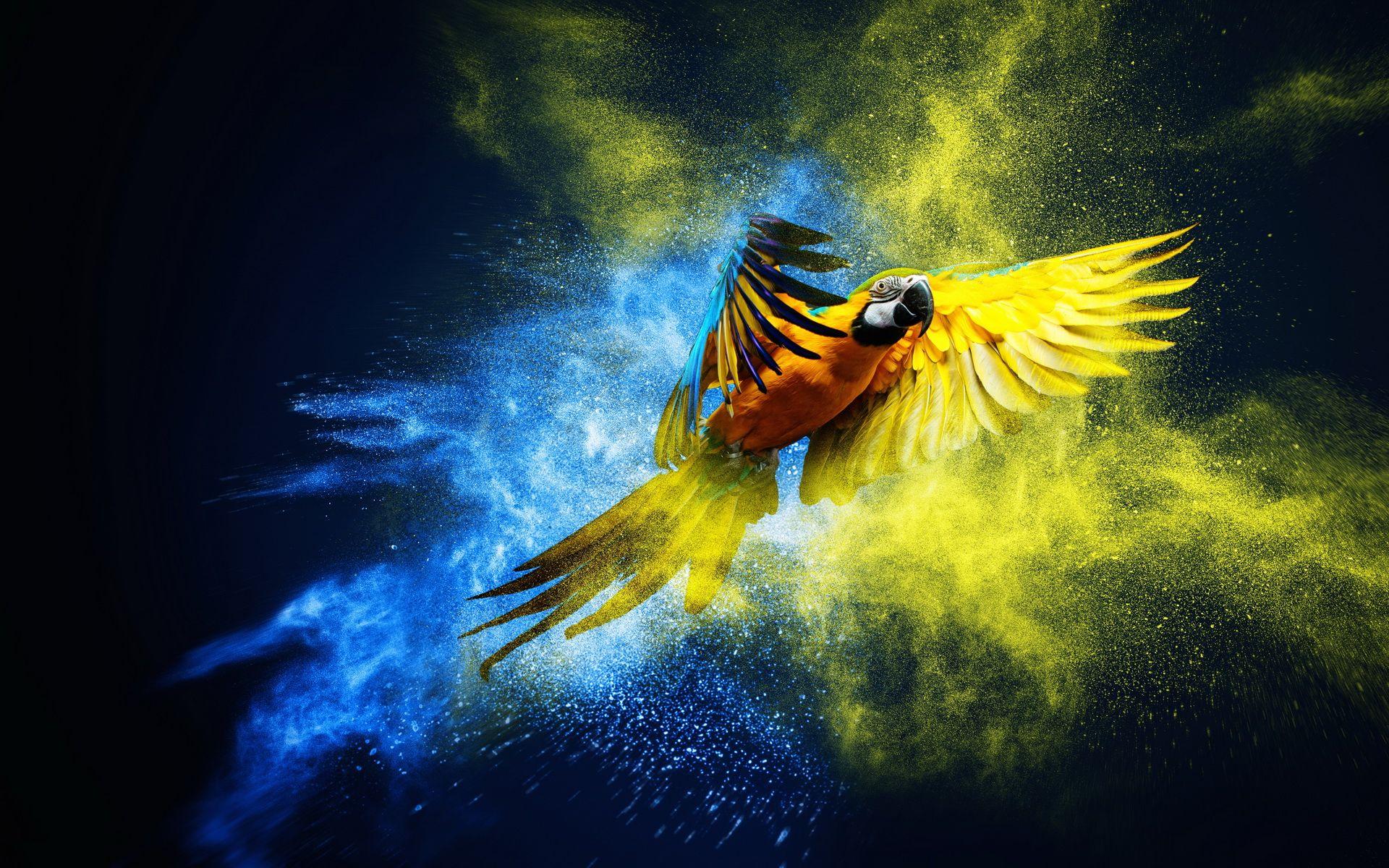 1920x1200 Macaw Parrot Wallpaper