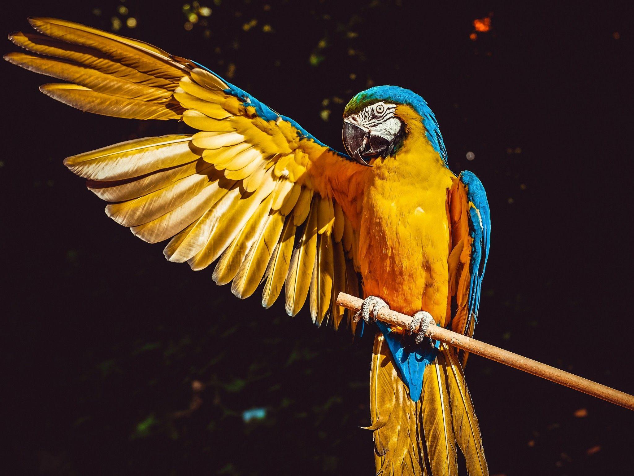 2048x1536 Yellow Macaw 4K Wallpaper, Bird, Colorful, Parrot, Black background, 5K, Animals