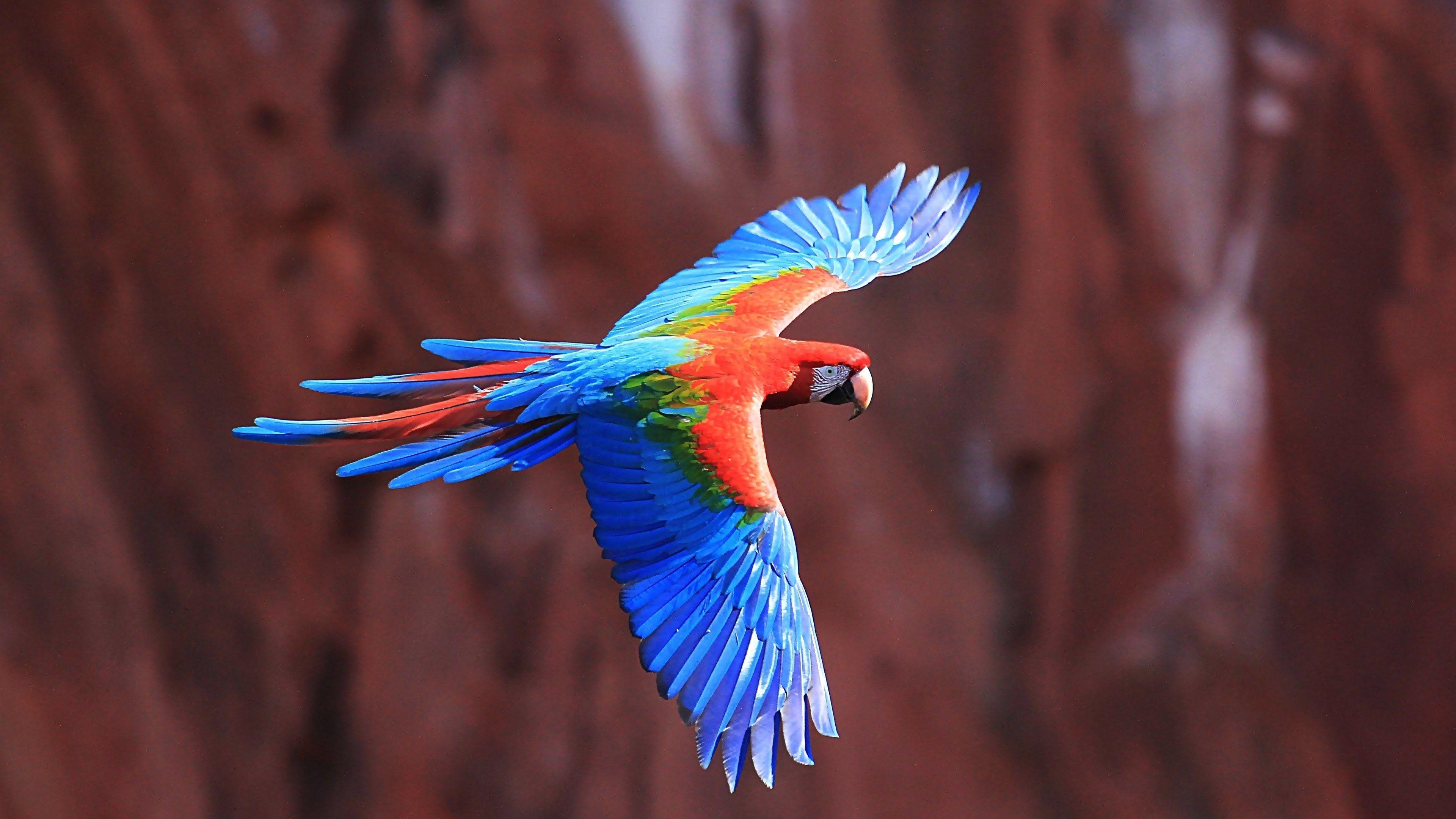 3840x2160 red and green macaw wallpaper HD pack and green macaw category. Birds wallpaper hd, Macaw parrot, Parrot wallpaper