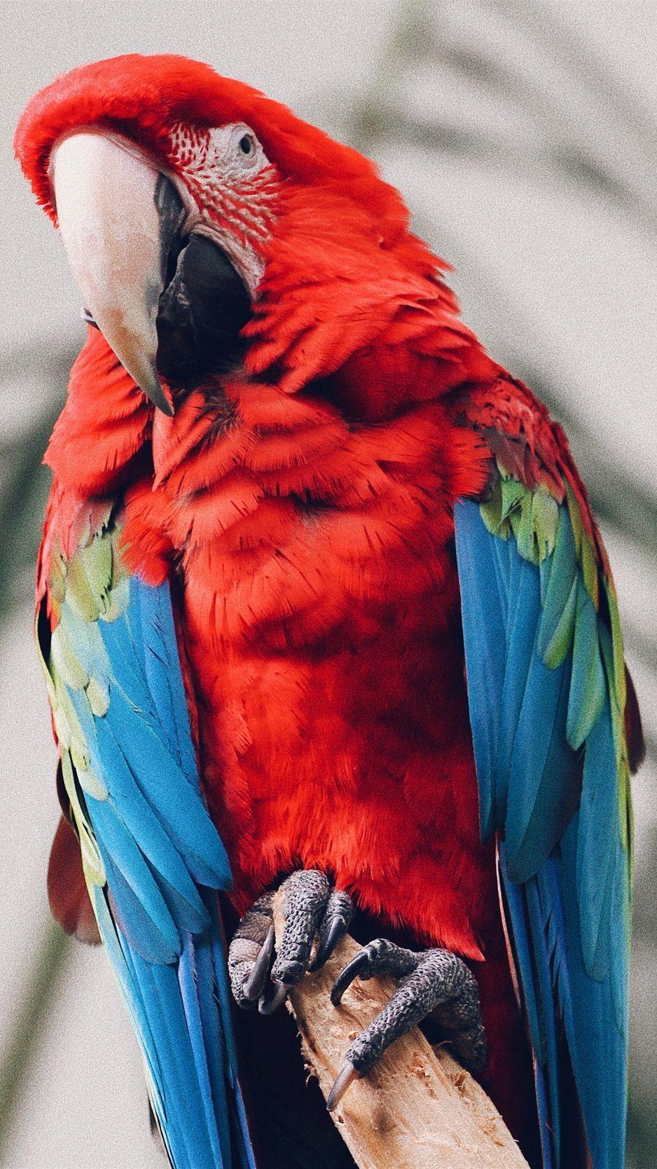 938x1668 Wallpaper Parrot, Macaw, Bird, Tropical 7 Parrot Wallpaper & Background Download