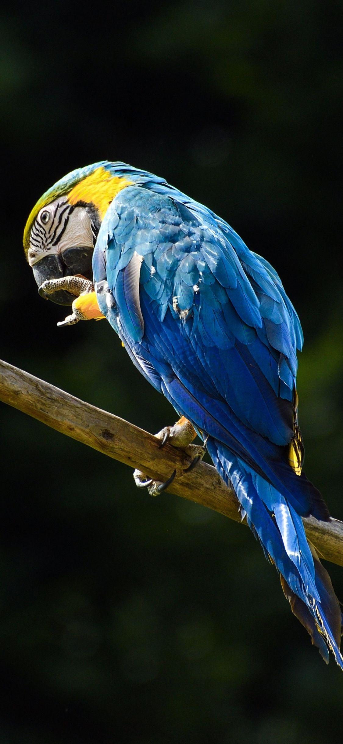 1125x2436 Download 1125x2436 wallpaper blue, macaw, parrot, iphone x 1125x2436 HD image, background, 5255