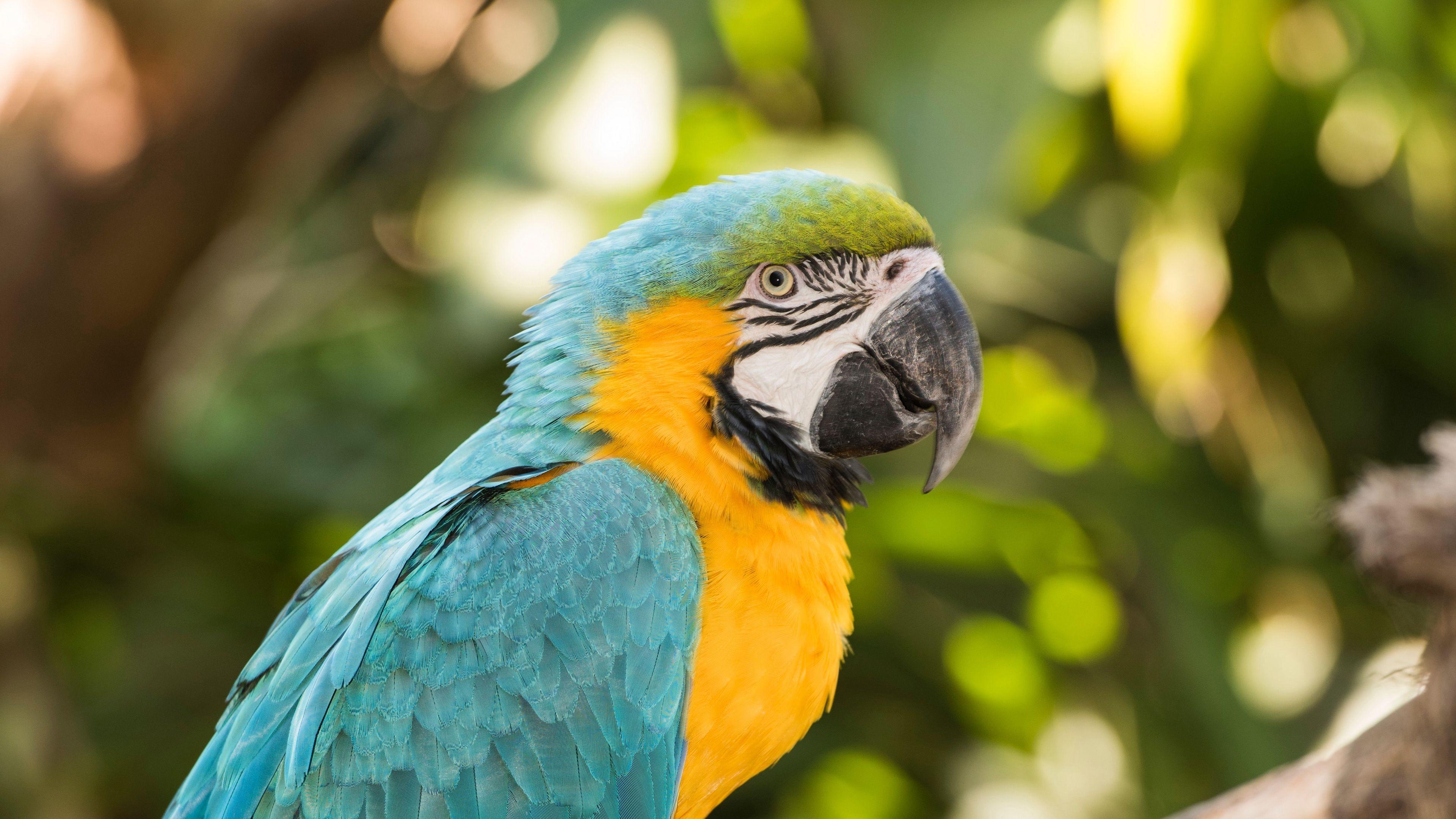 3840x2160 Download wallpaper 3840x2160 macaw, parrot, bird, colorful, tropical 4k uhd 16:9 HD background
