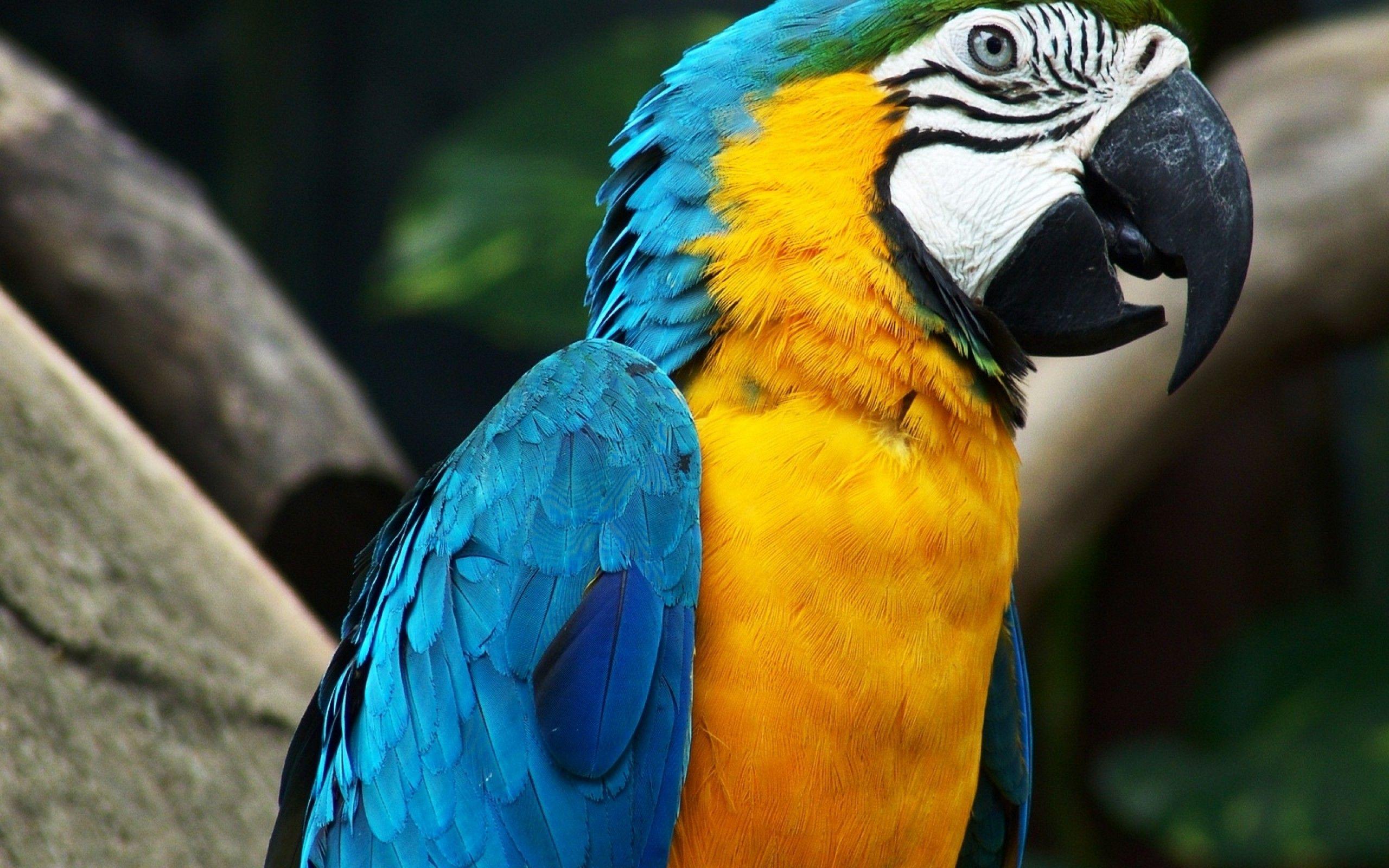 2560x1600 Yellow blue macaw parrot wallpaperx1600