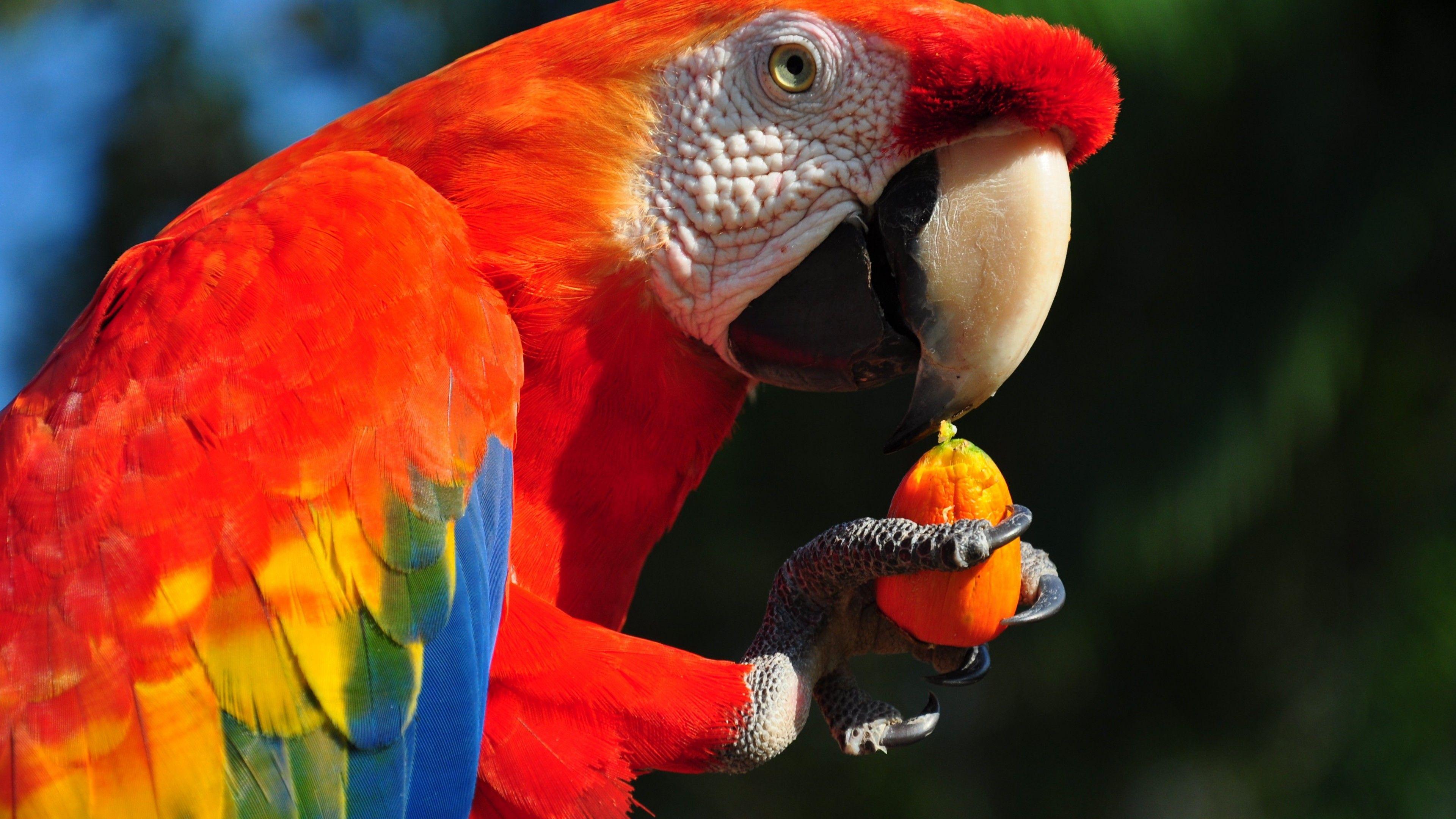 3840x2160 Wallpaper Macaw parrot, tropical bird, Animals